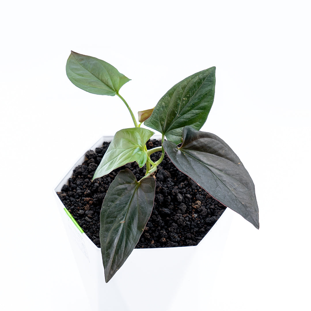 Syngonium Erythrophyllum - Greenspaces.id