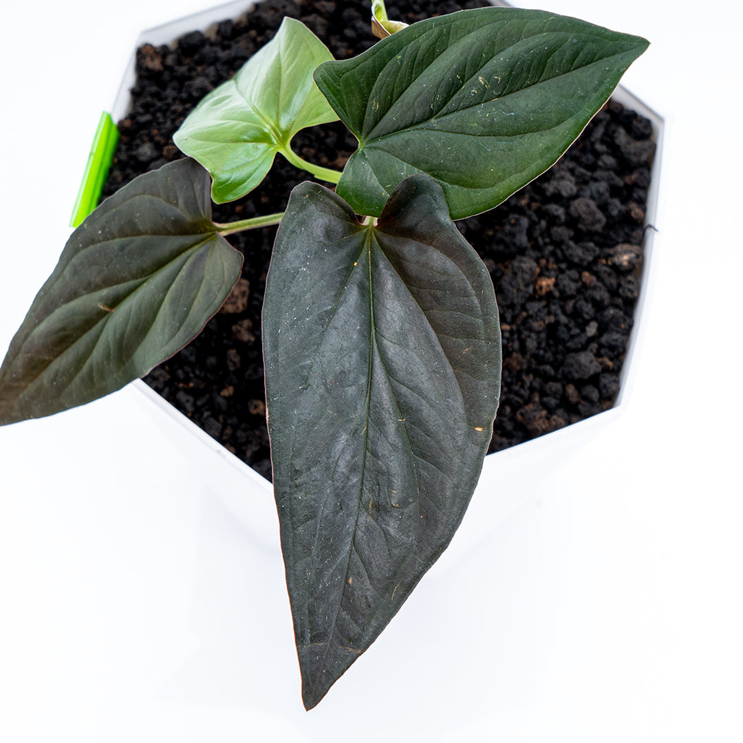 Syngonium Erythrophyllum - Greenspaces.id