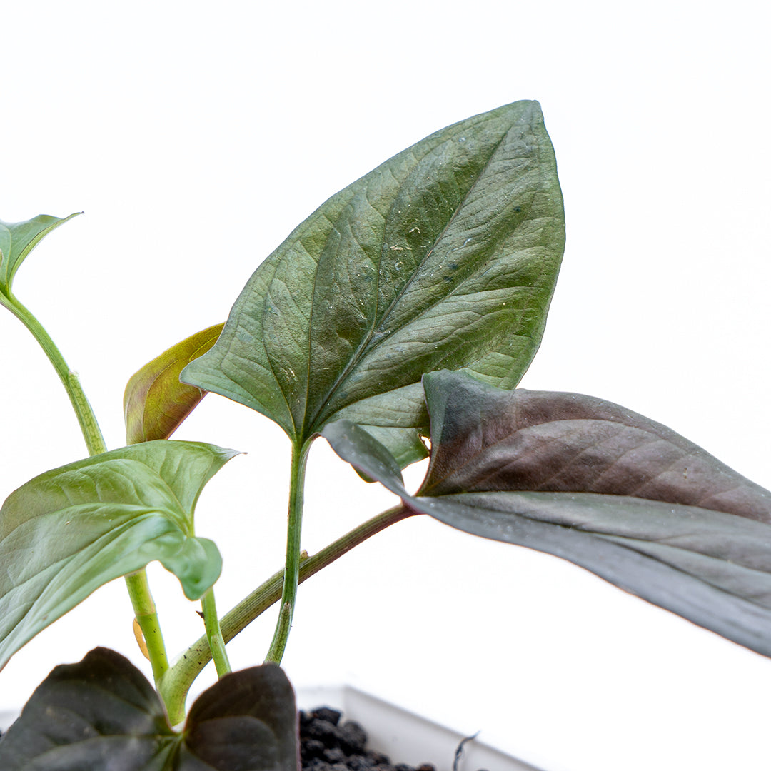 Syngonium Erythrophyllum - Greenspaces.id