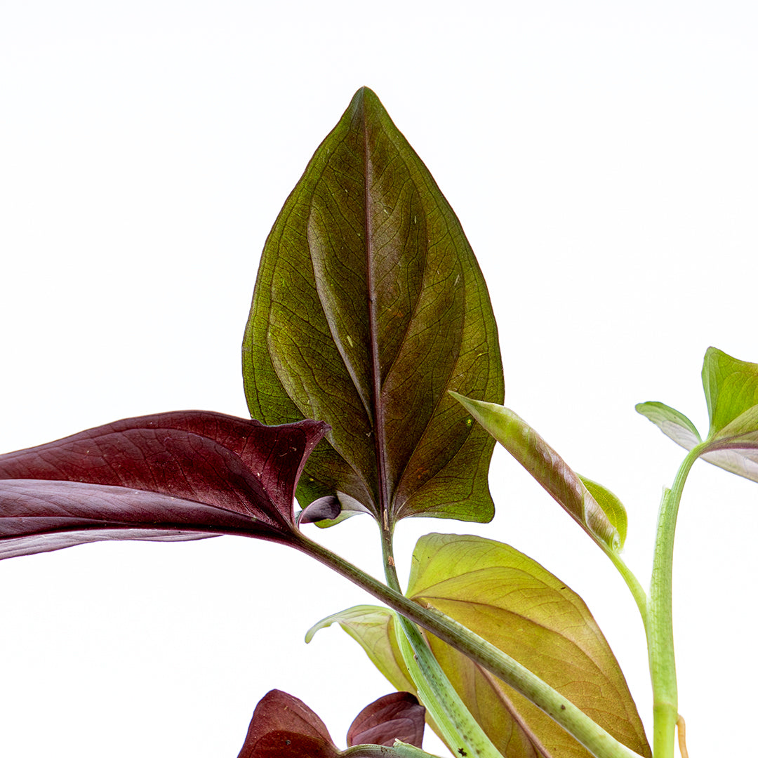 Syngonium Erythrophyllum - Greenspaces.id