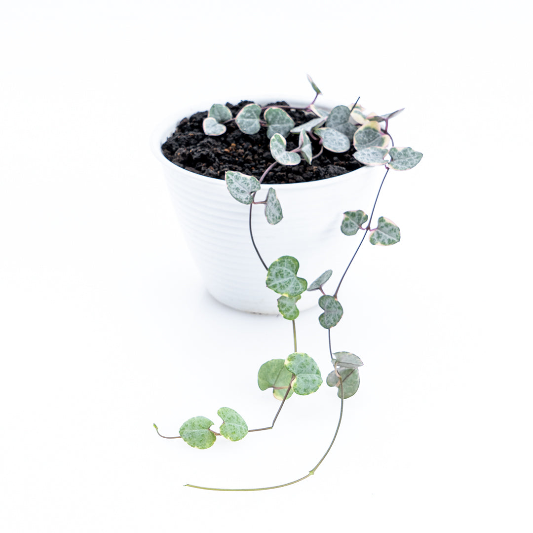 String of Hearth Variegated - Greenspaces.id