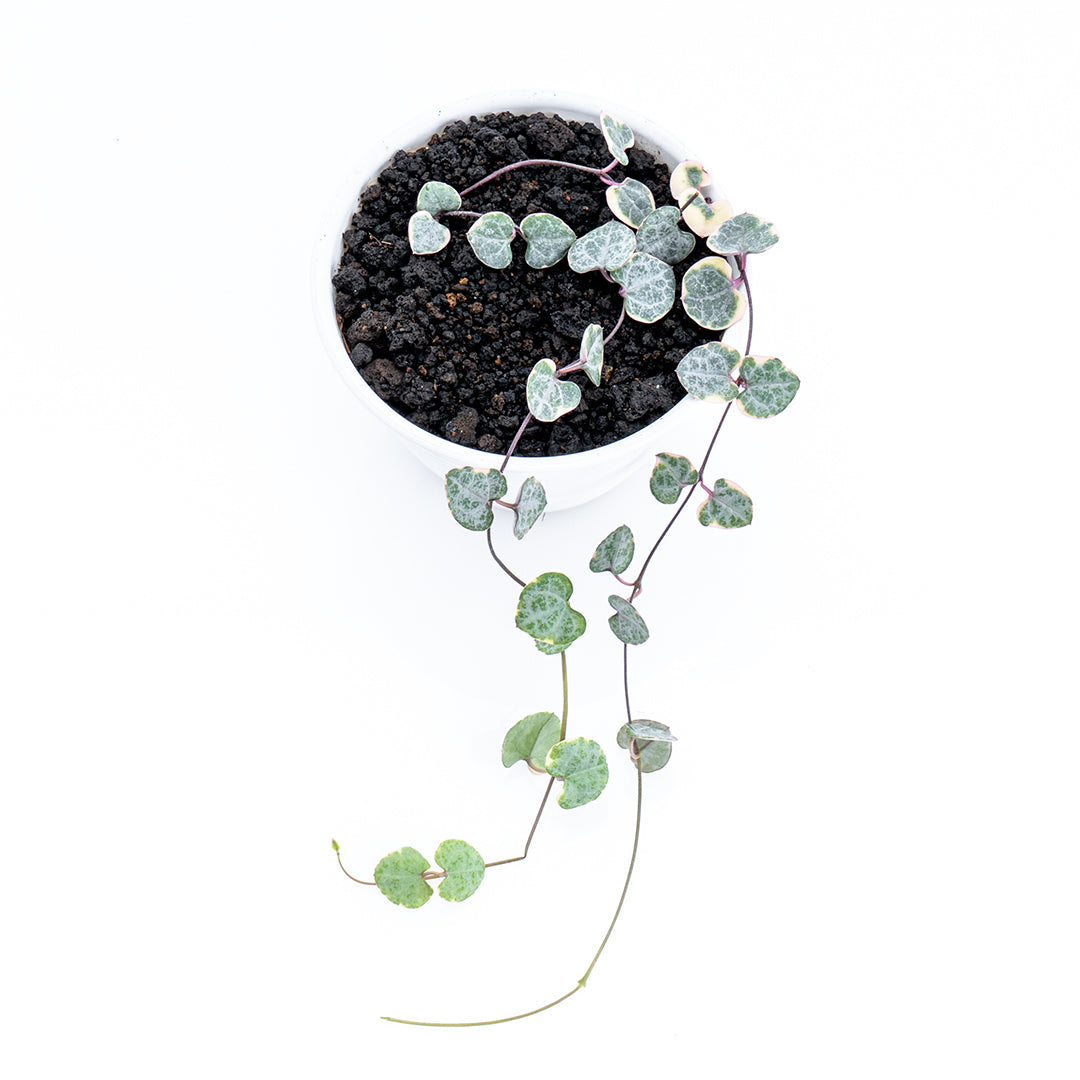 String of Hearth Variegated - Greenspaces.id