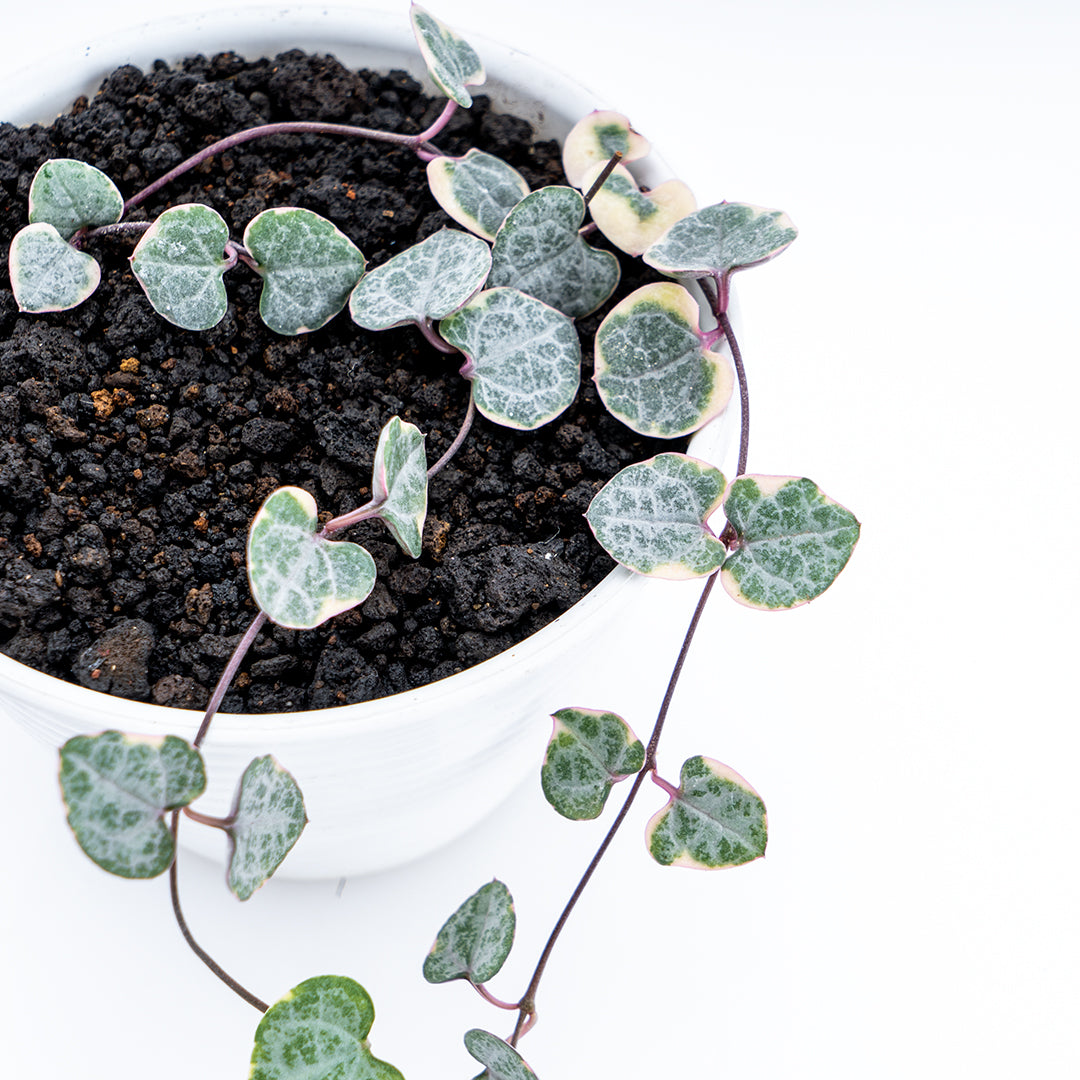 String of Hearth Variegated - Greenspaces.id