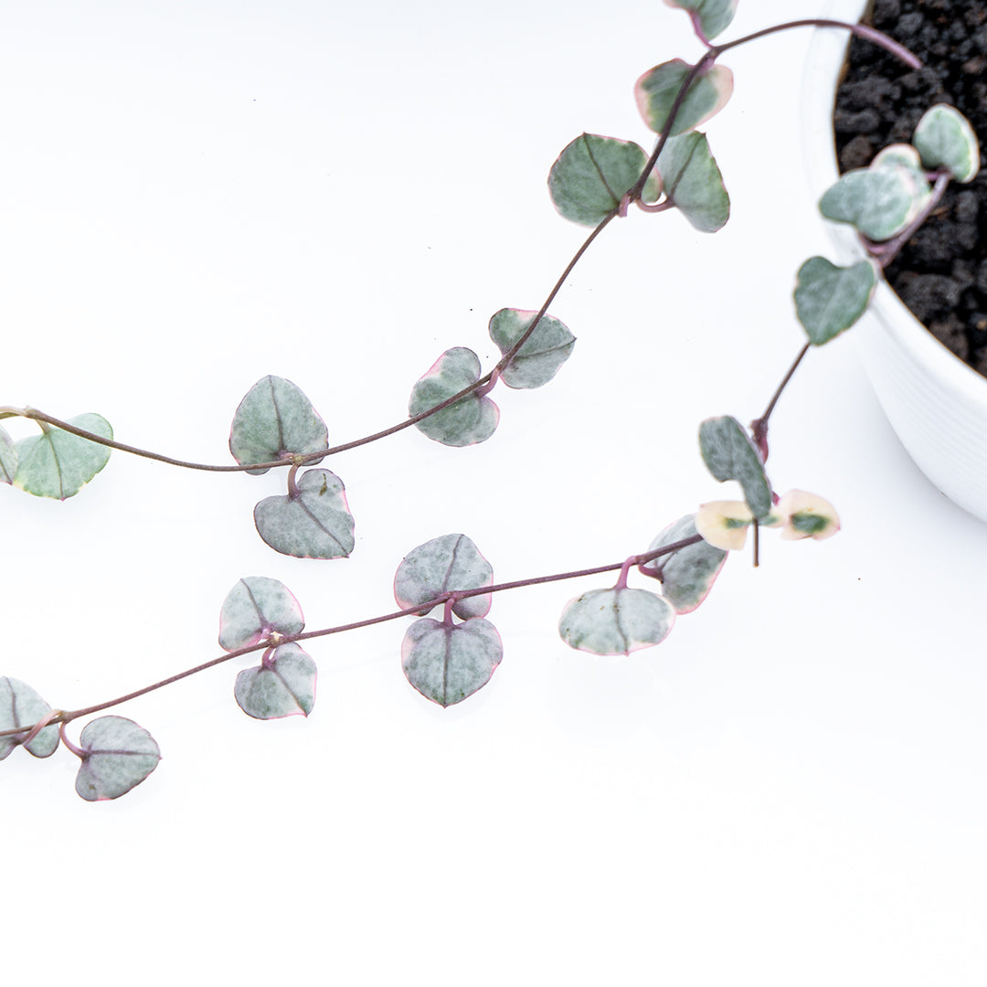 String of Hearth Variegated - Greenspaces.id