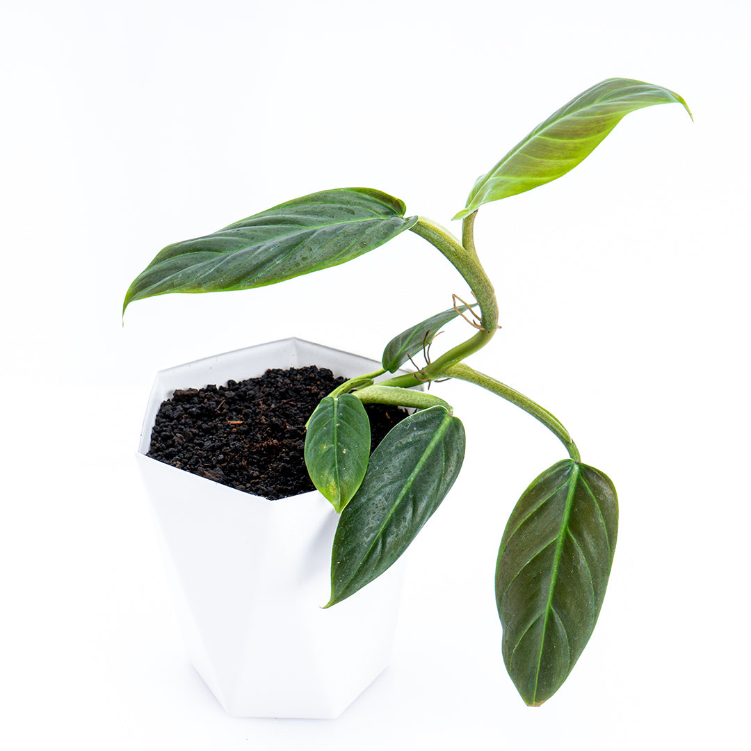 philodendron macrophyllum Philodendron Subhastatum