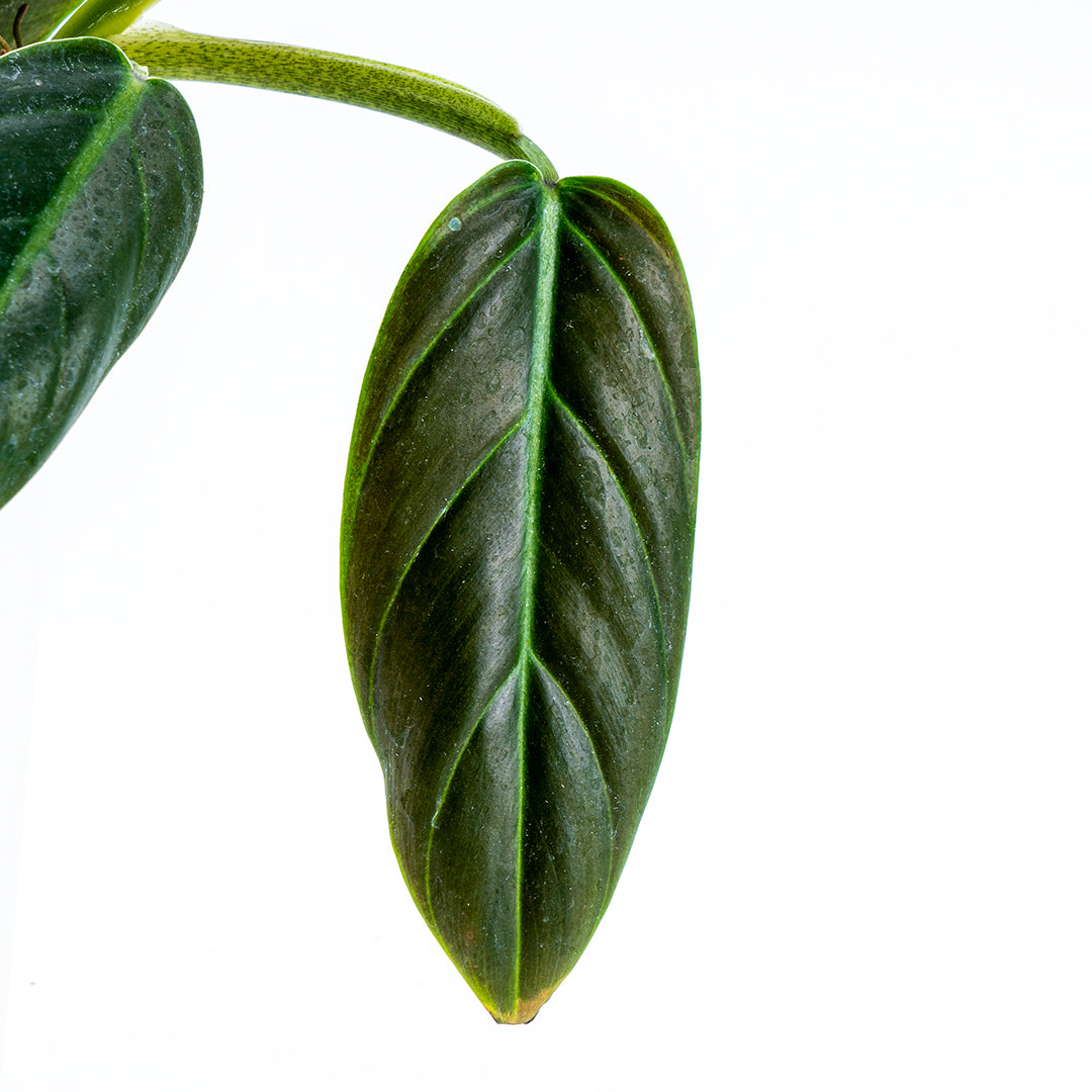 Philodendron Subhastatum - Greenspaces.id