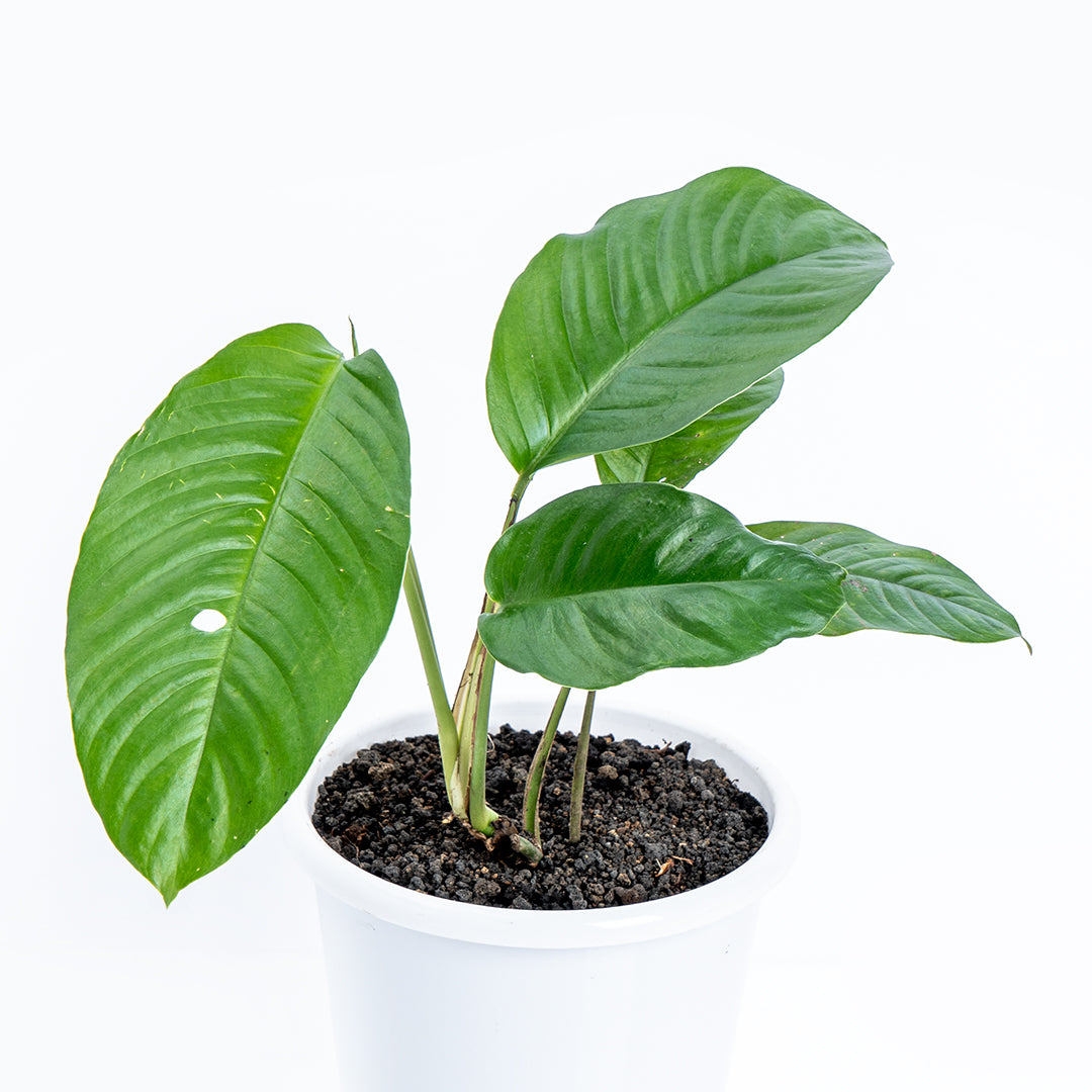 Raphidopora Foraminifera Sp Sumatera - Greenspaces.id