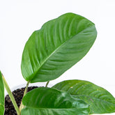 Raphidopora Foraminifera Sp Sumatera - Greenspaces.id