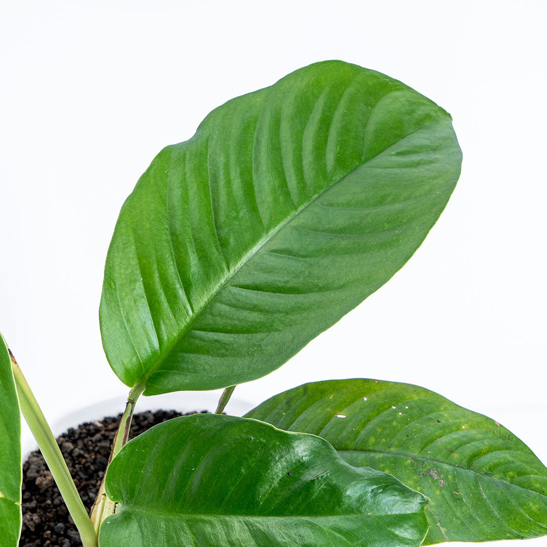 Raphidopora Foraminifera Sp Sumatera - Greenspaces.id