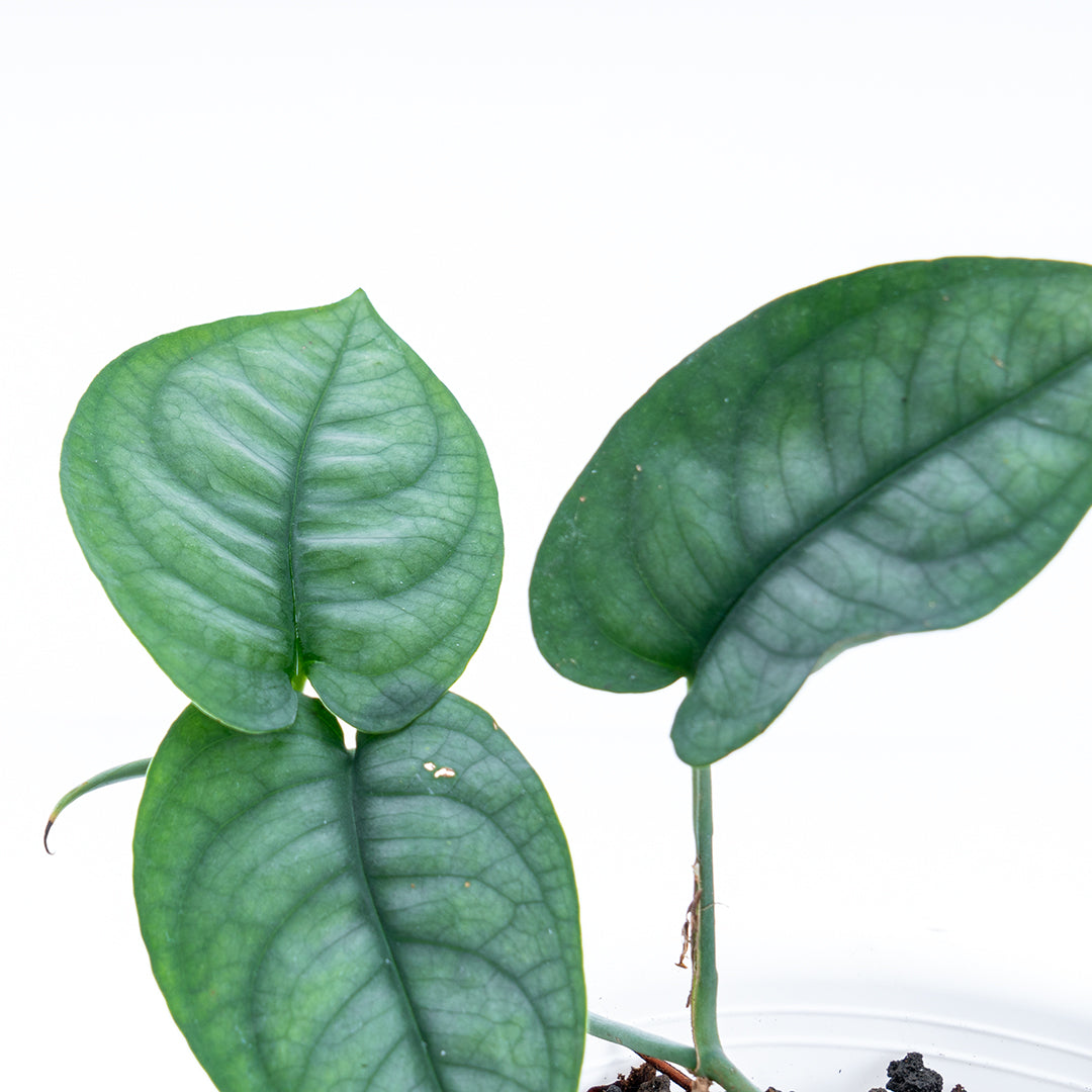 Scindapsus Lucens - Greenspaces.id