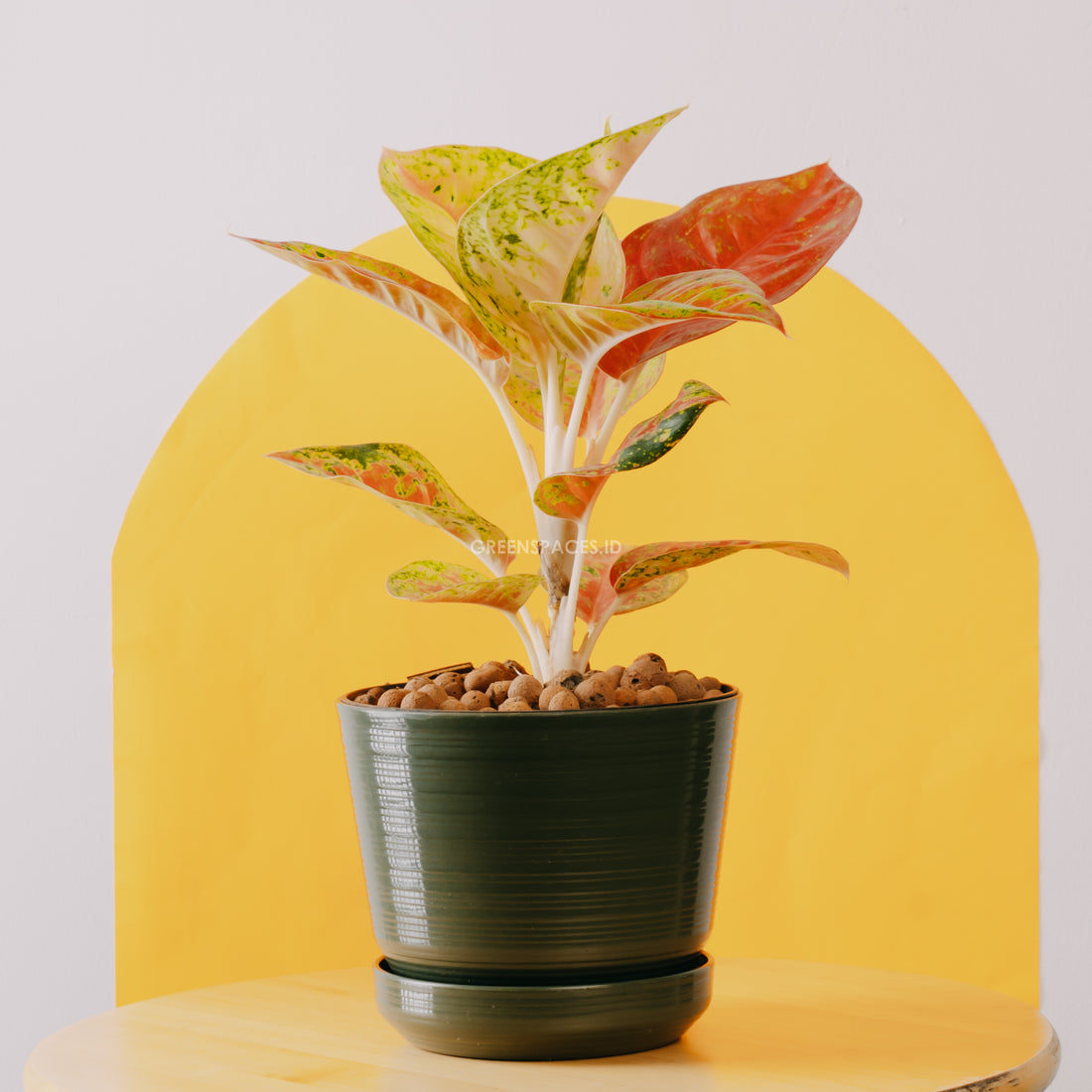 Aglonema Bigroy - Greenspaces.id