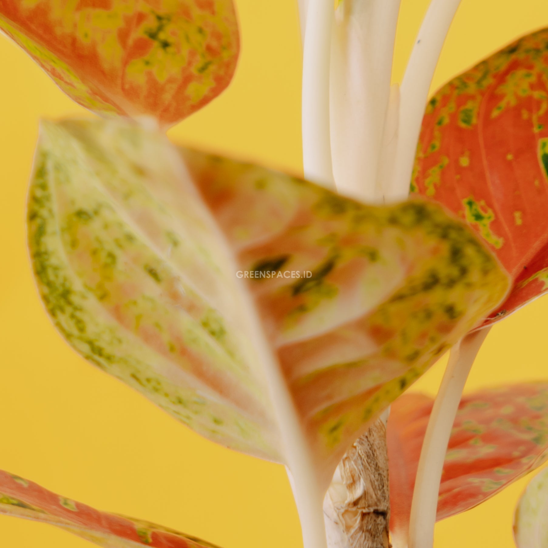 Aglonema Bigroy - Greenspaces.id