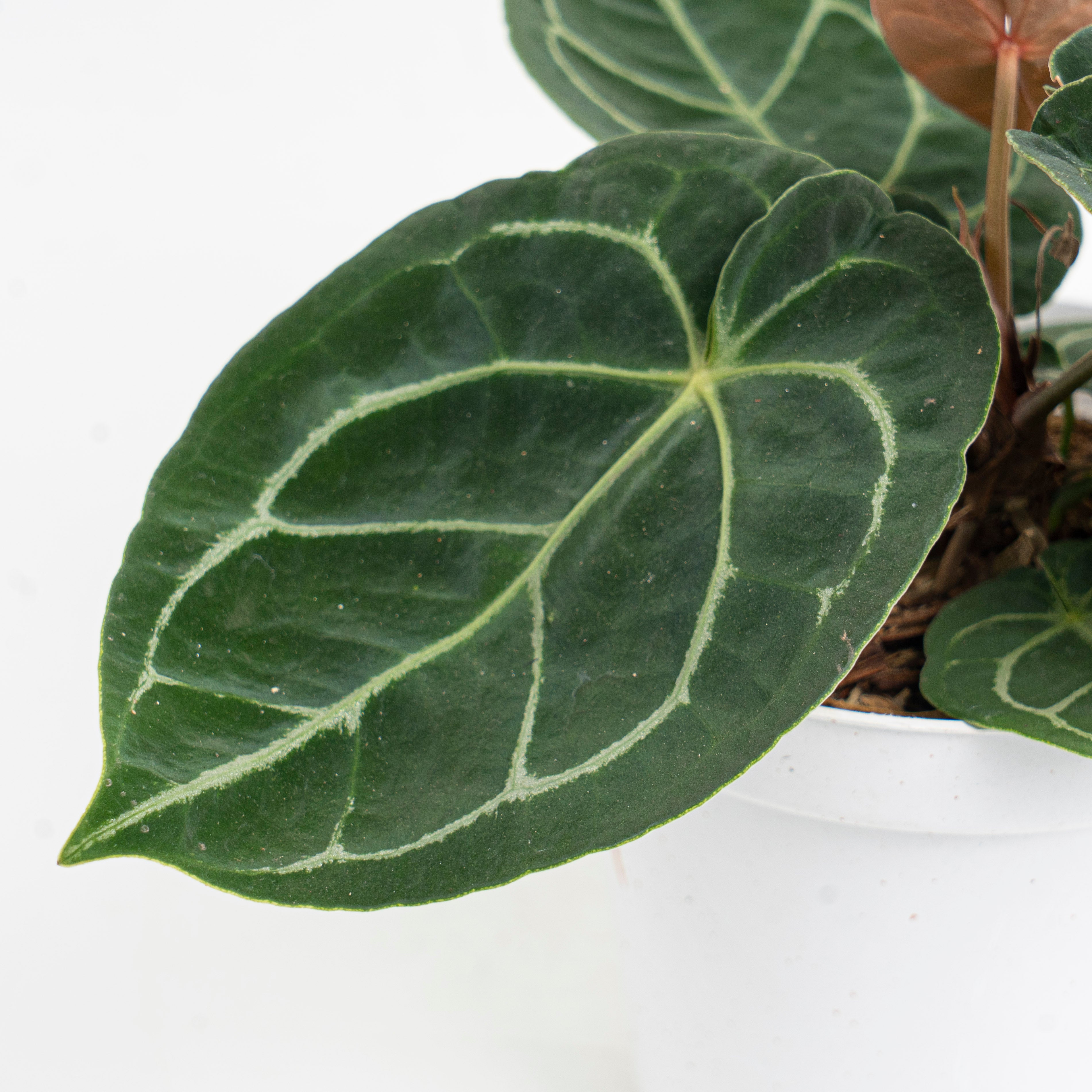 Anthurium Dressleri x Magnificum verde