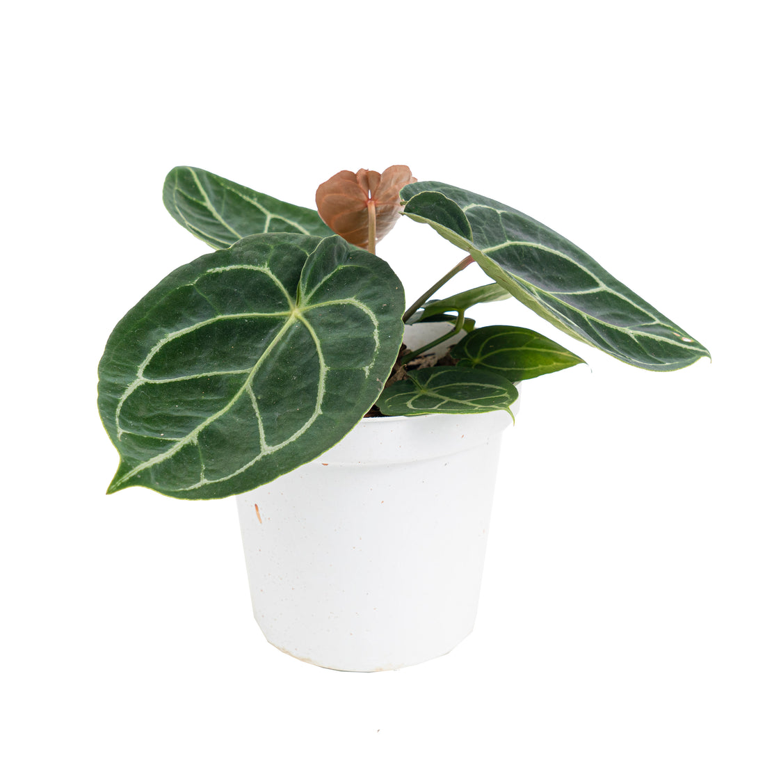 Anthurium Dressleri x Magnificum verde