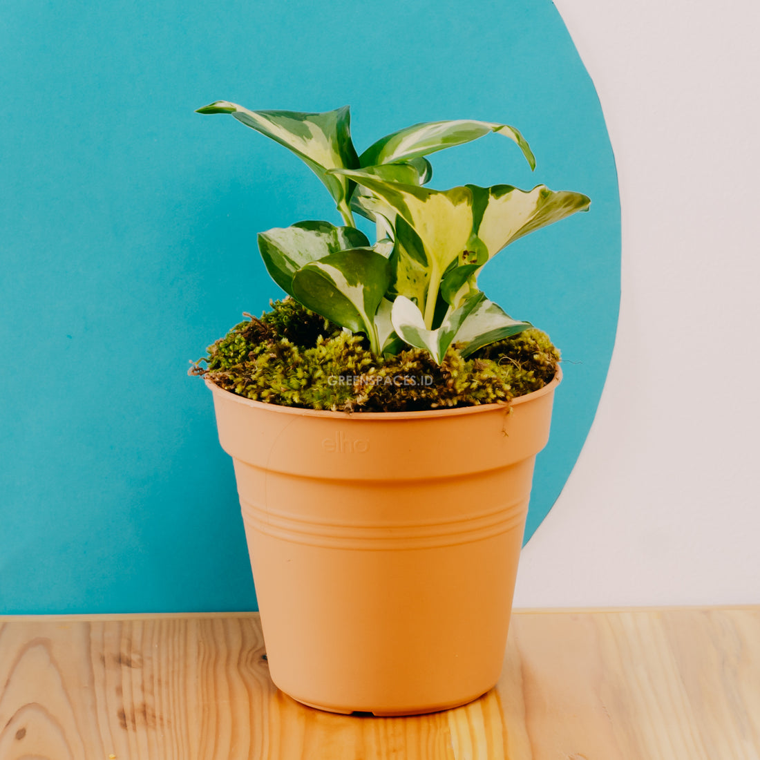 Epipremnum pinnatum manjula - Greenspaces.id