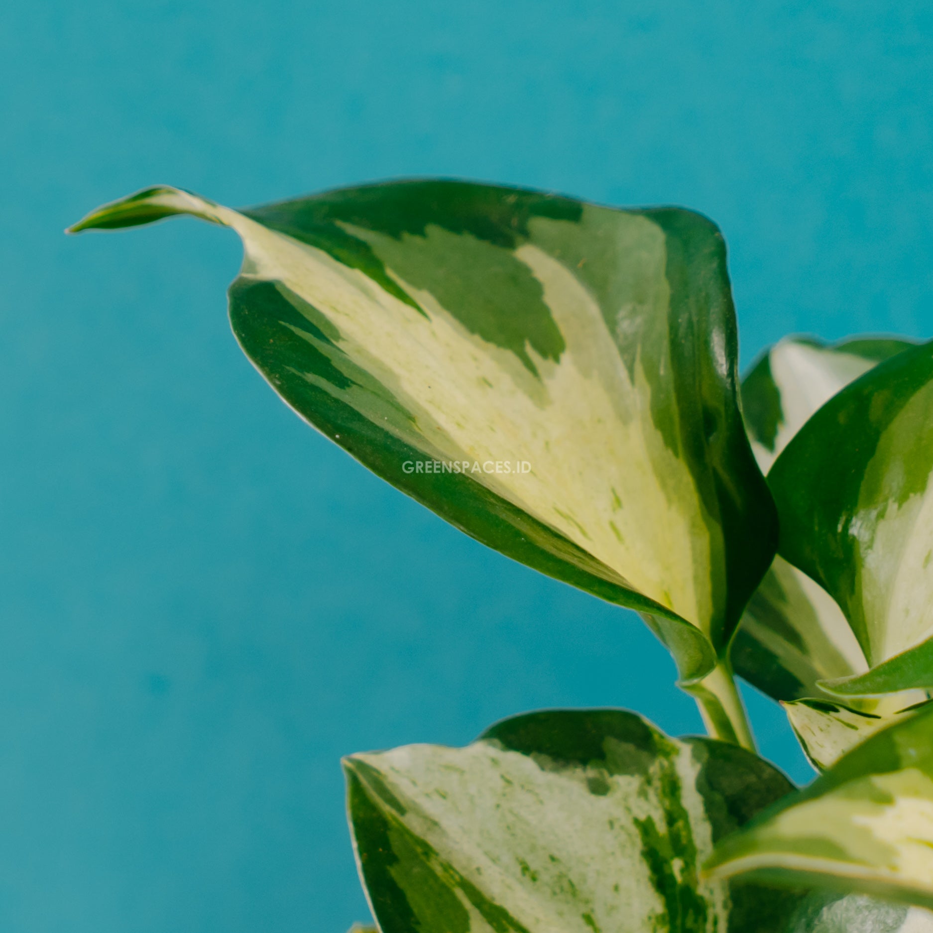 Epipremnum pinnatum manjula - Greenspaces.id