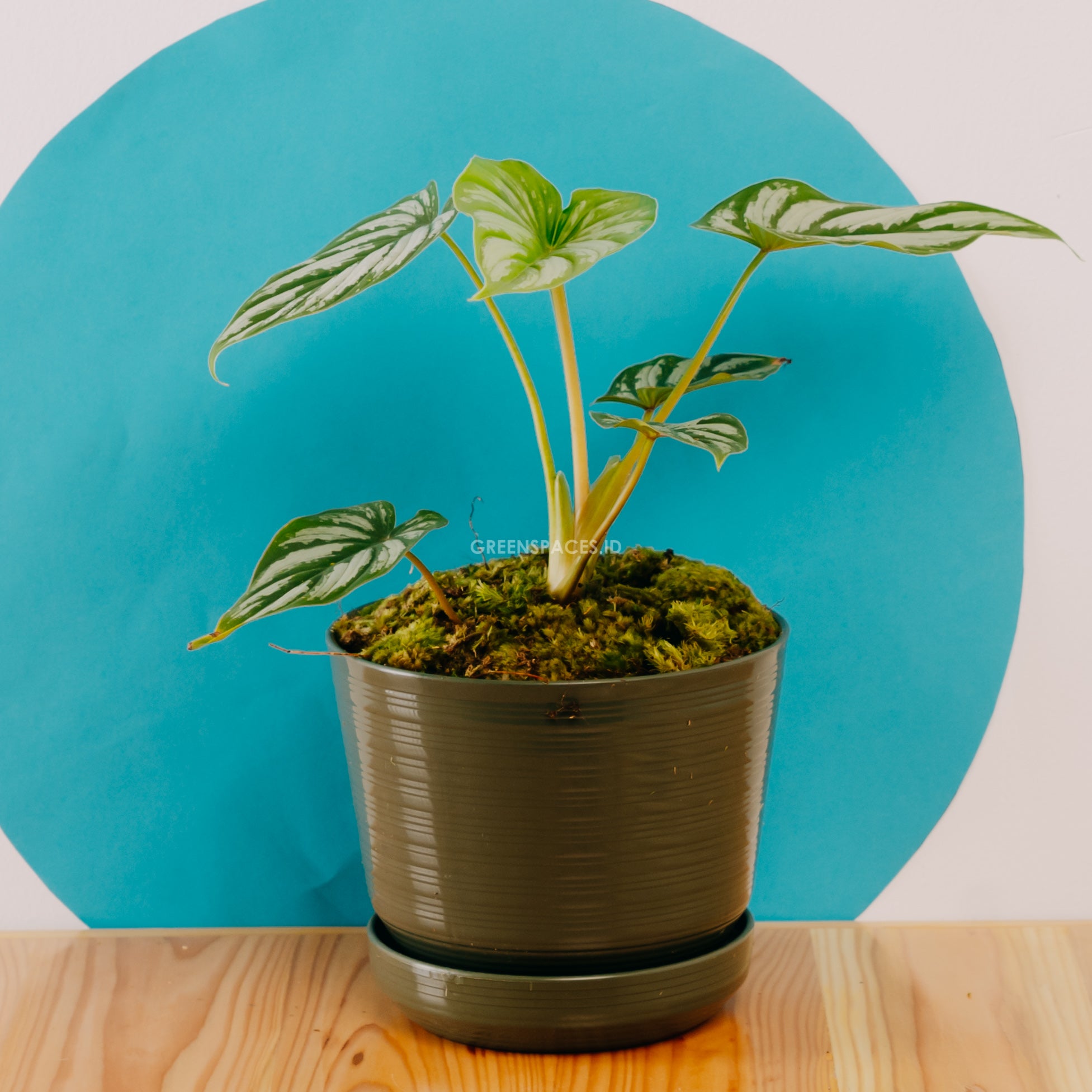 Philodendron Mamei Ori