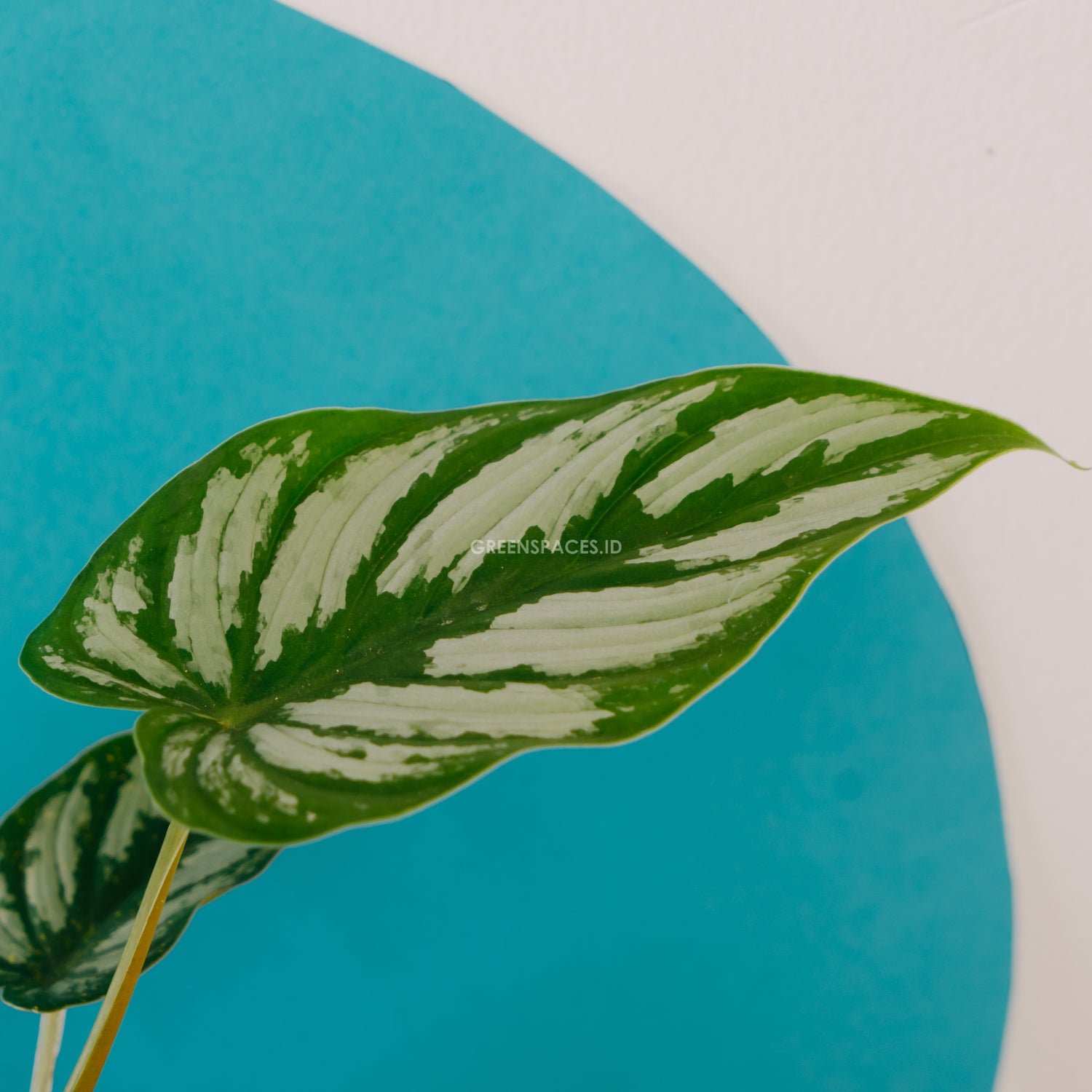 Philodendron Mamei Ori