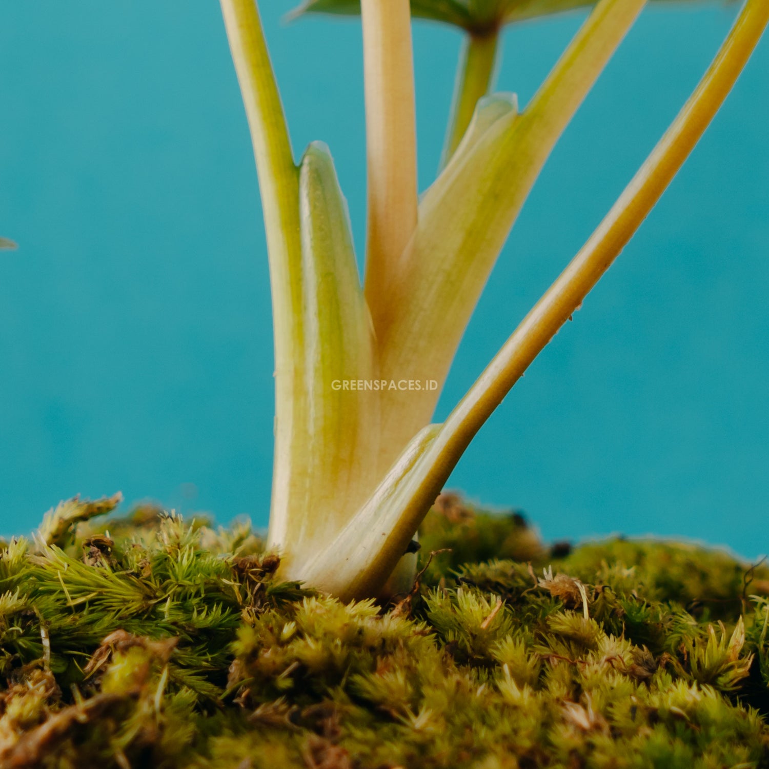 Philodendron Mamei Ori