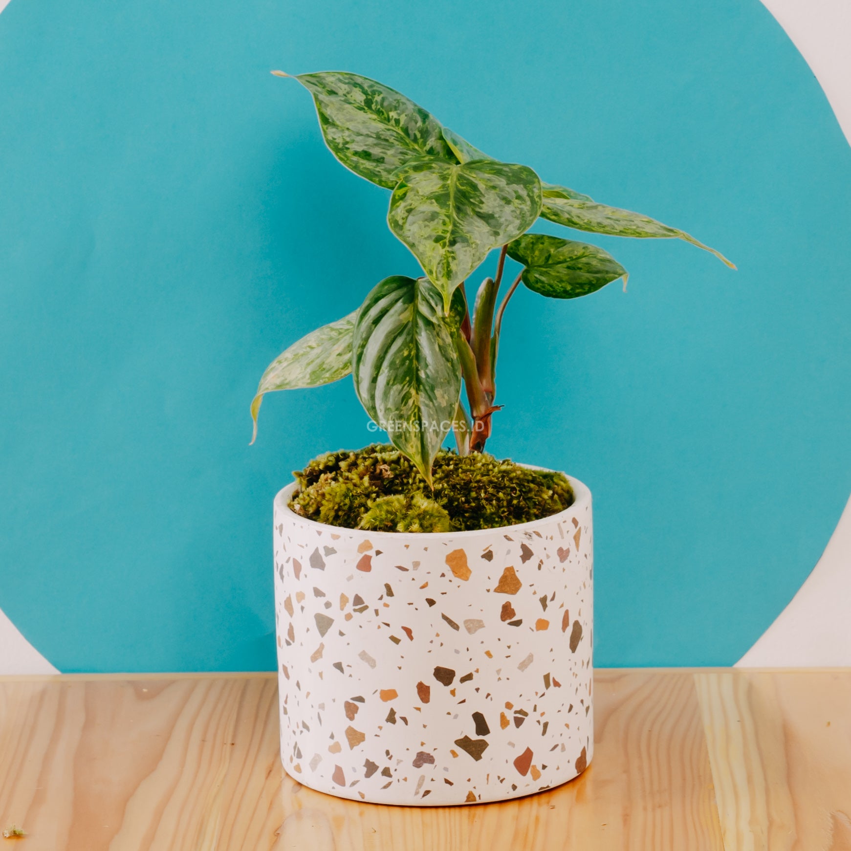 Philodendron sodiroi variegated - Greenspaces.id