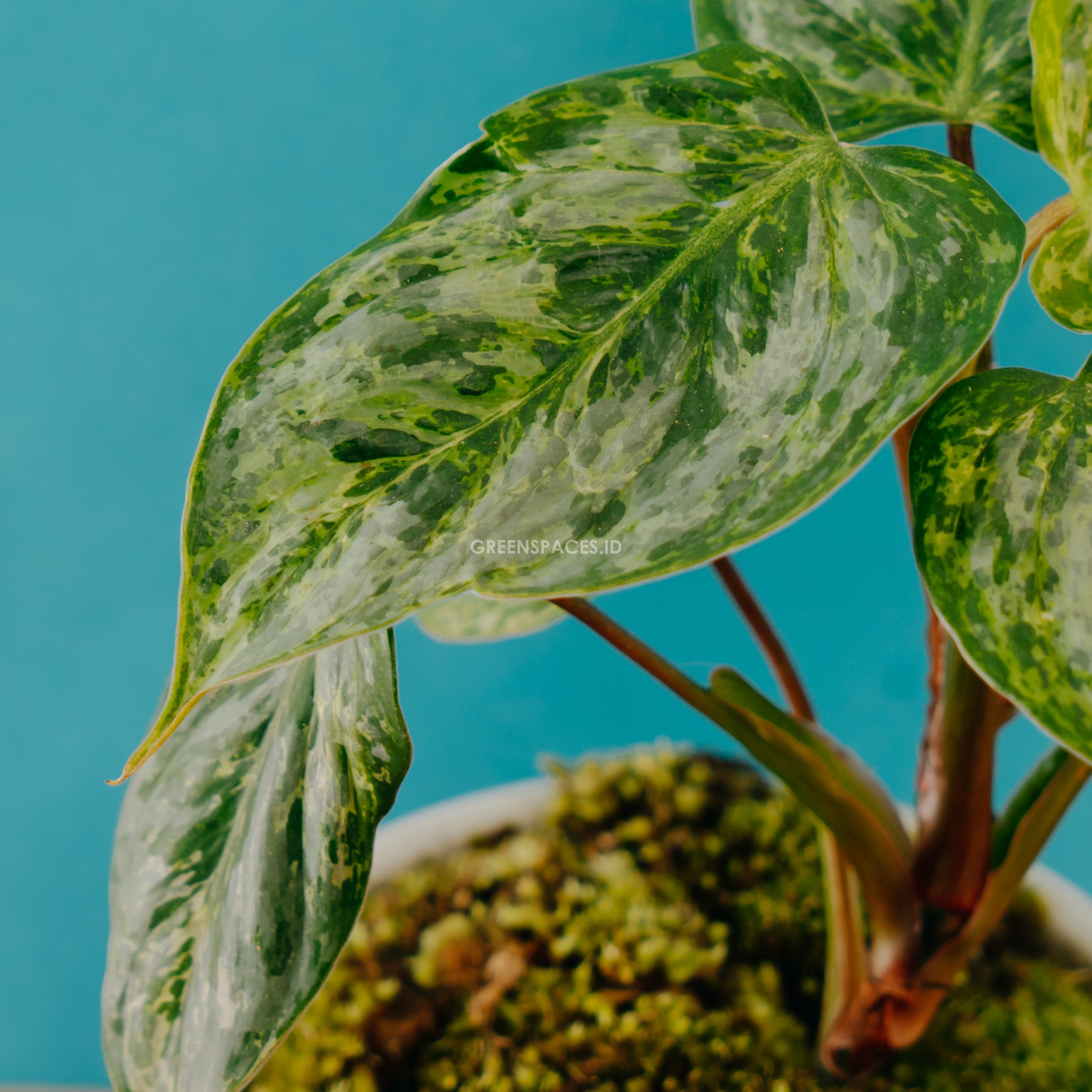 Philodendron sodiroi variegated - Greenspaces.id