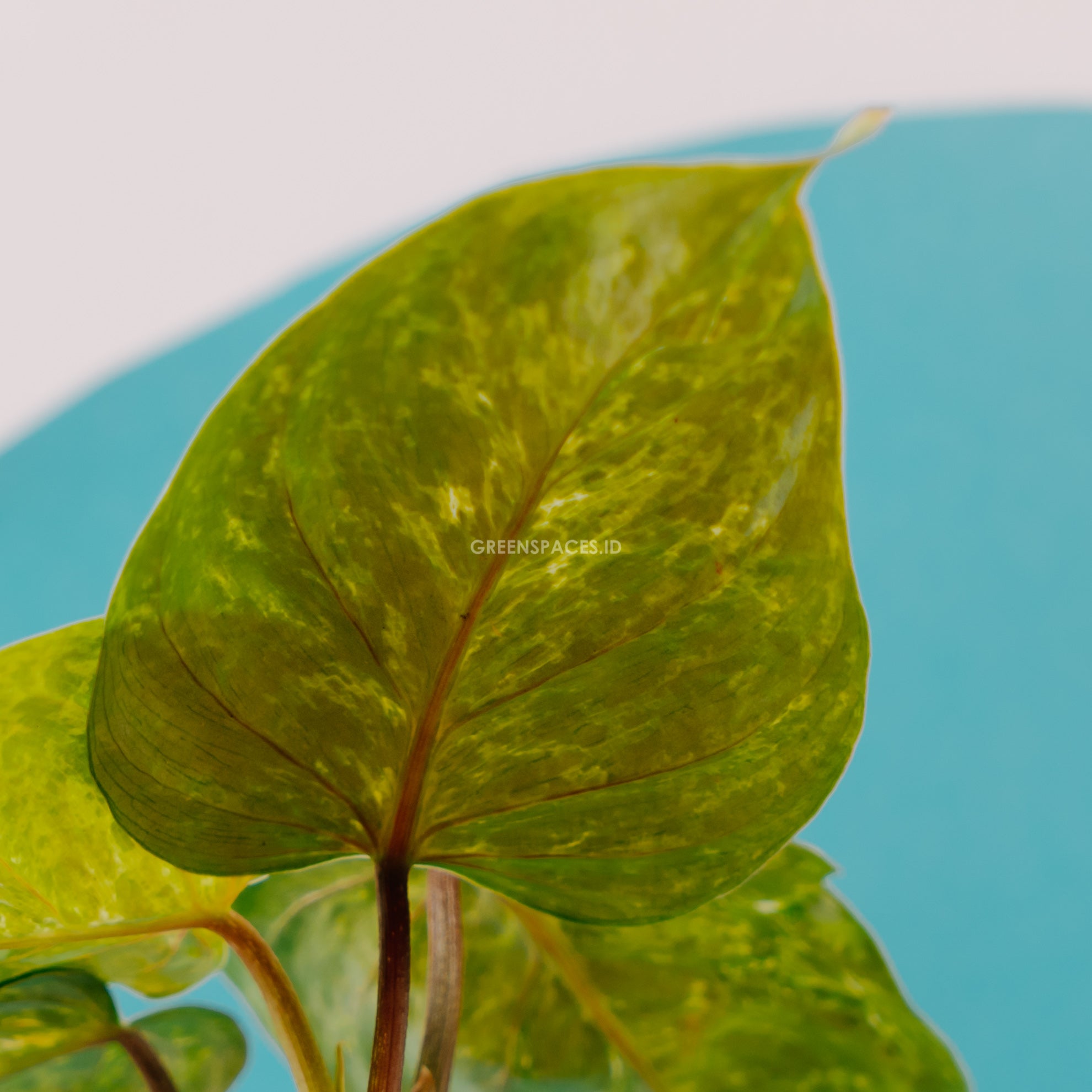 Philodendron sodiroi variegated - Greenspaces.id