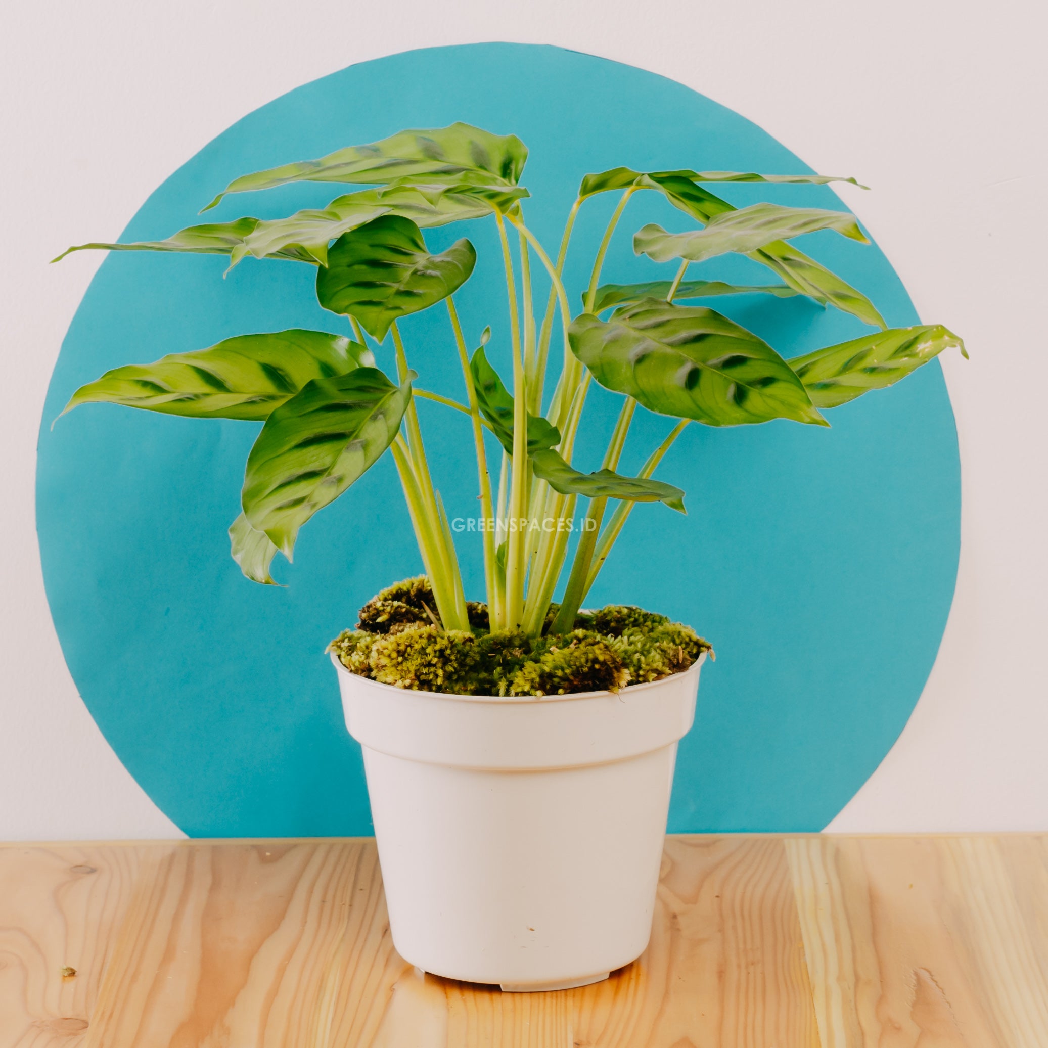 Calathea leopardina