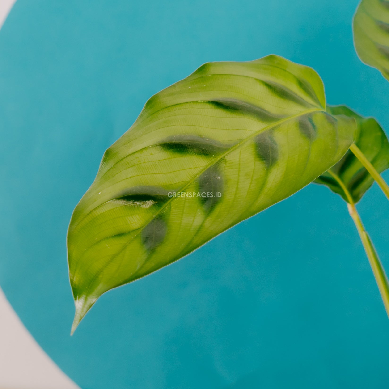 Calathea leopardina