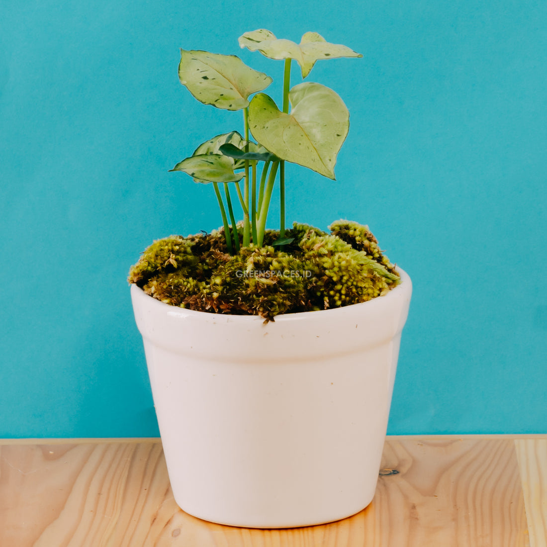 Syngonium Green Splash - Greenspaces.id