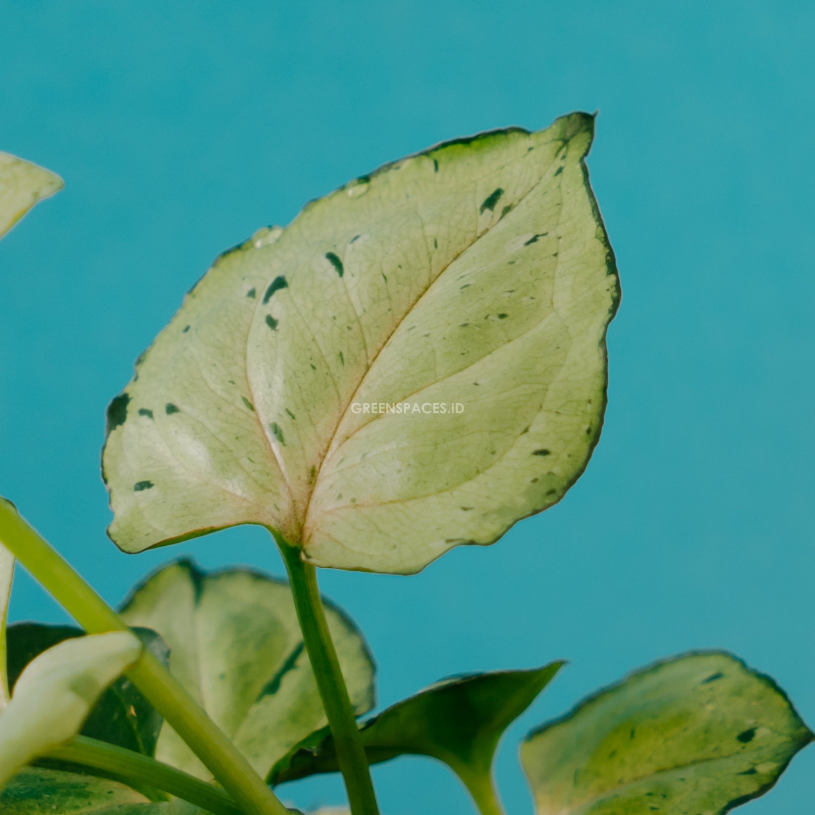 Syngonium Green Splash - Greenspaces.id