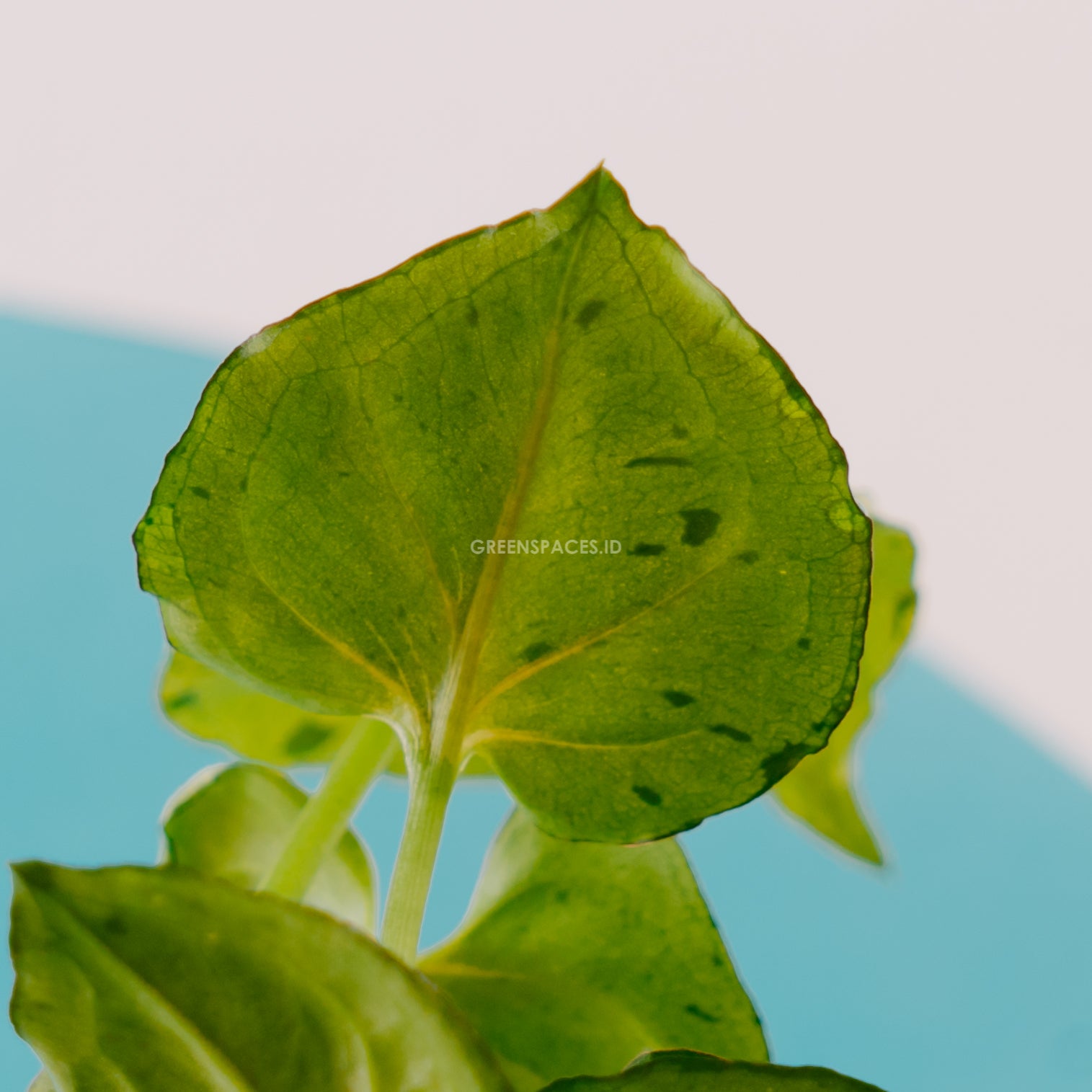 Syngonium Green Splash - Greenspaces.id