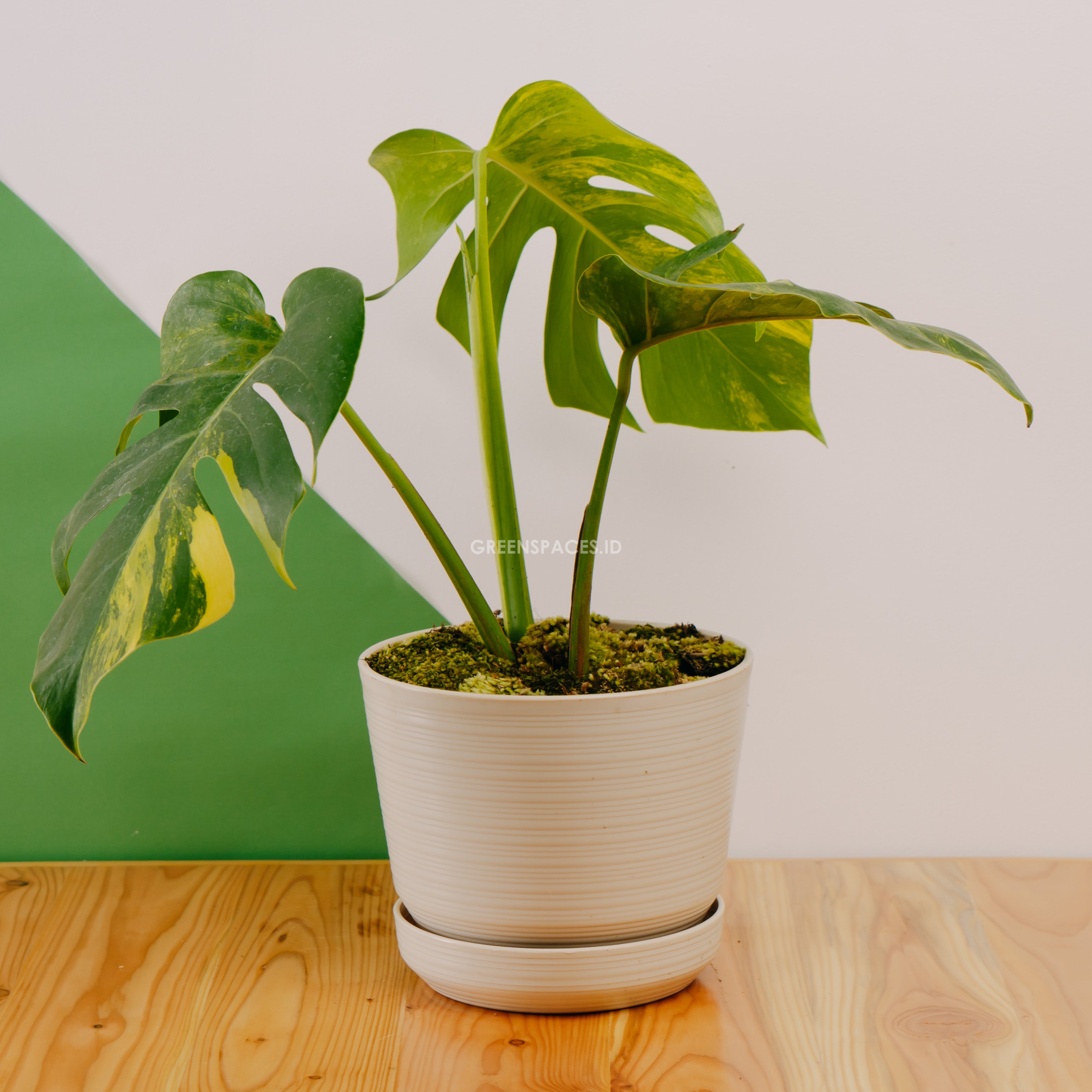 Monstera yellow variegated "Marmorata"