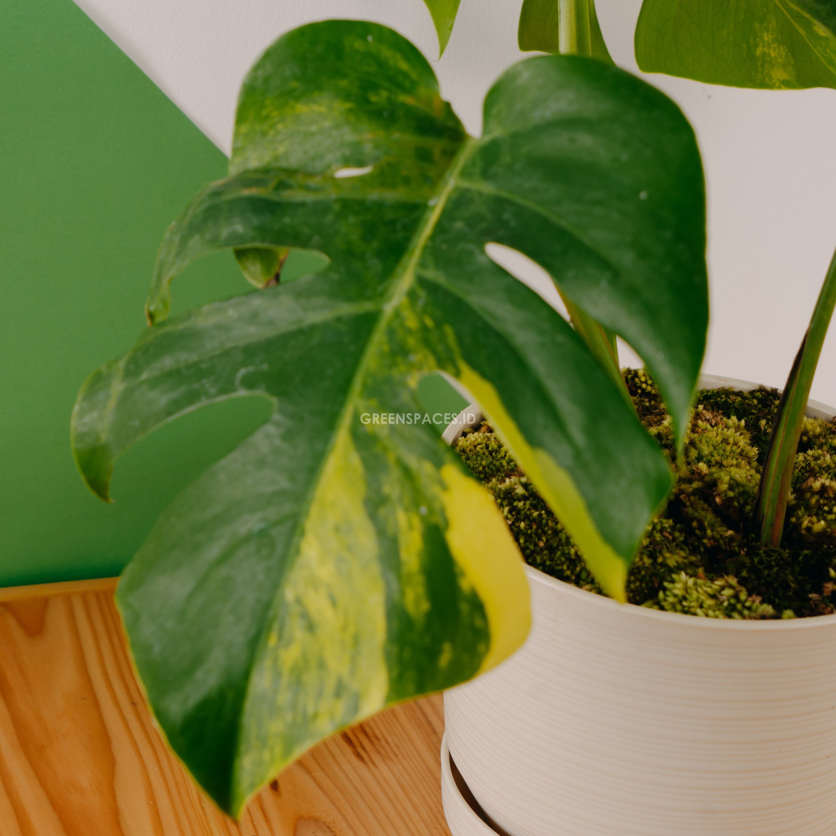Monstera yellow variegated "Marmorata"