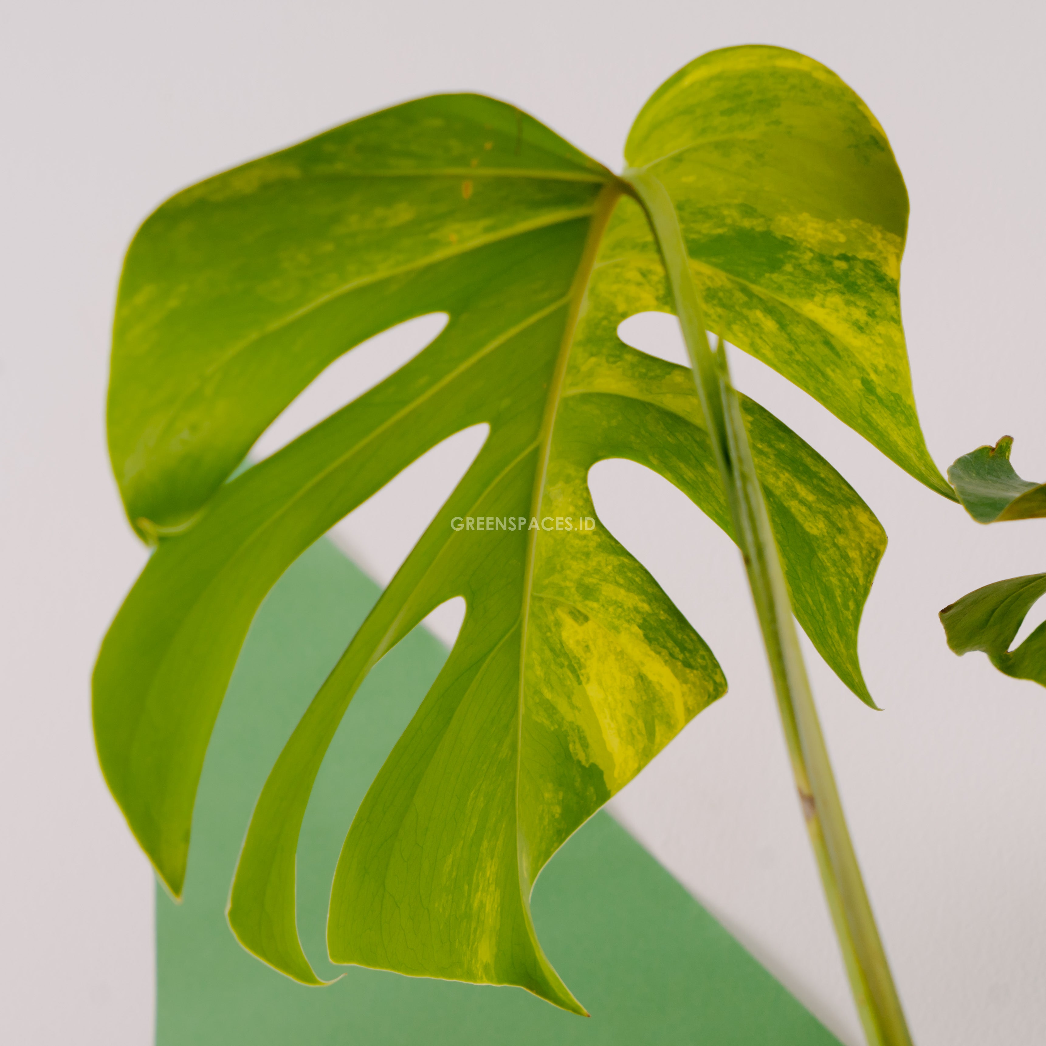 Monstera yellow variegated "Marmorata"