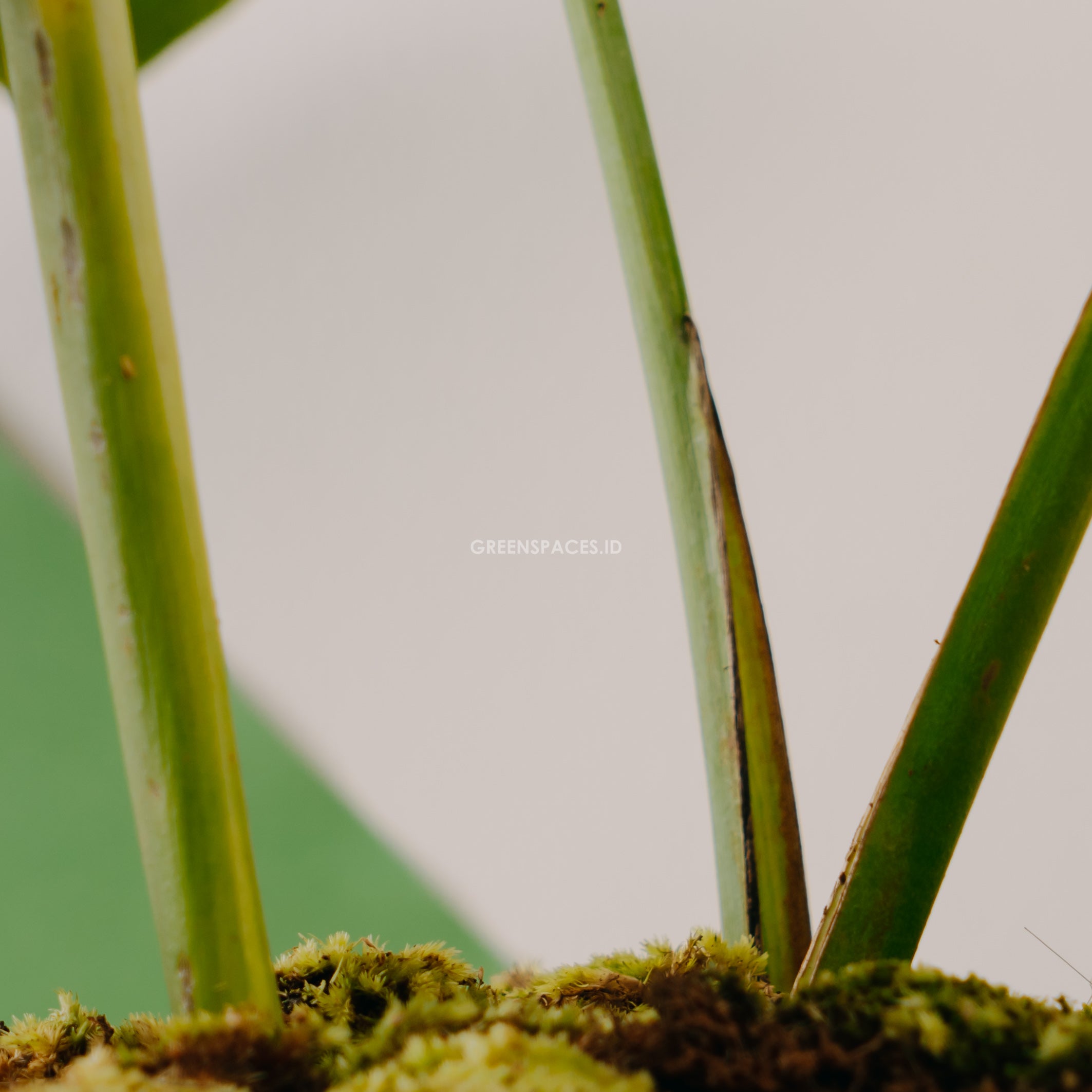Monstera yellow variegated "Marmorata"