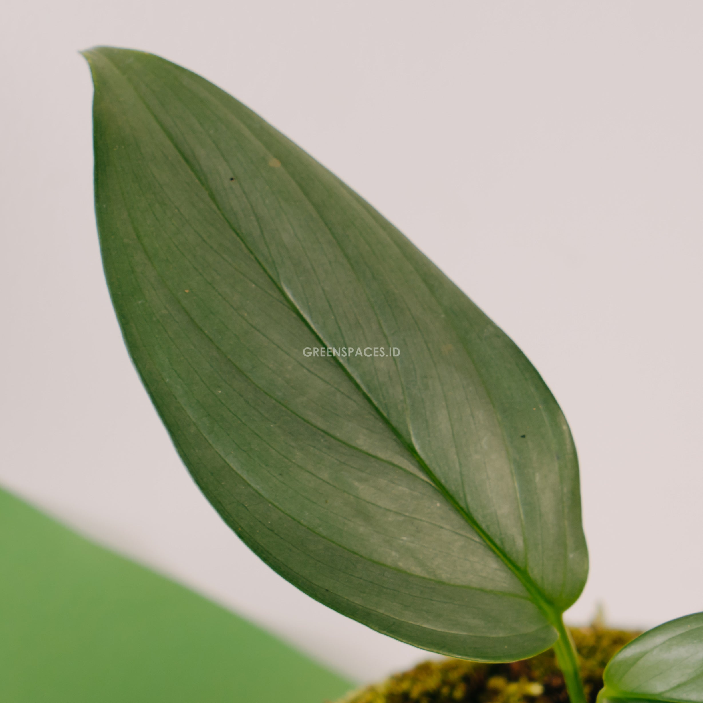 Scindapsus silver Sp Sumatera