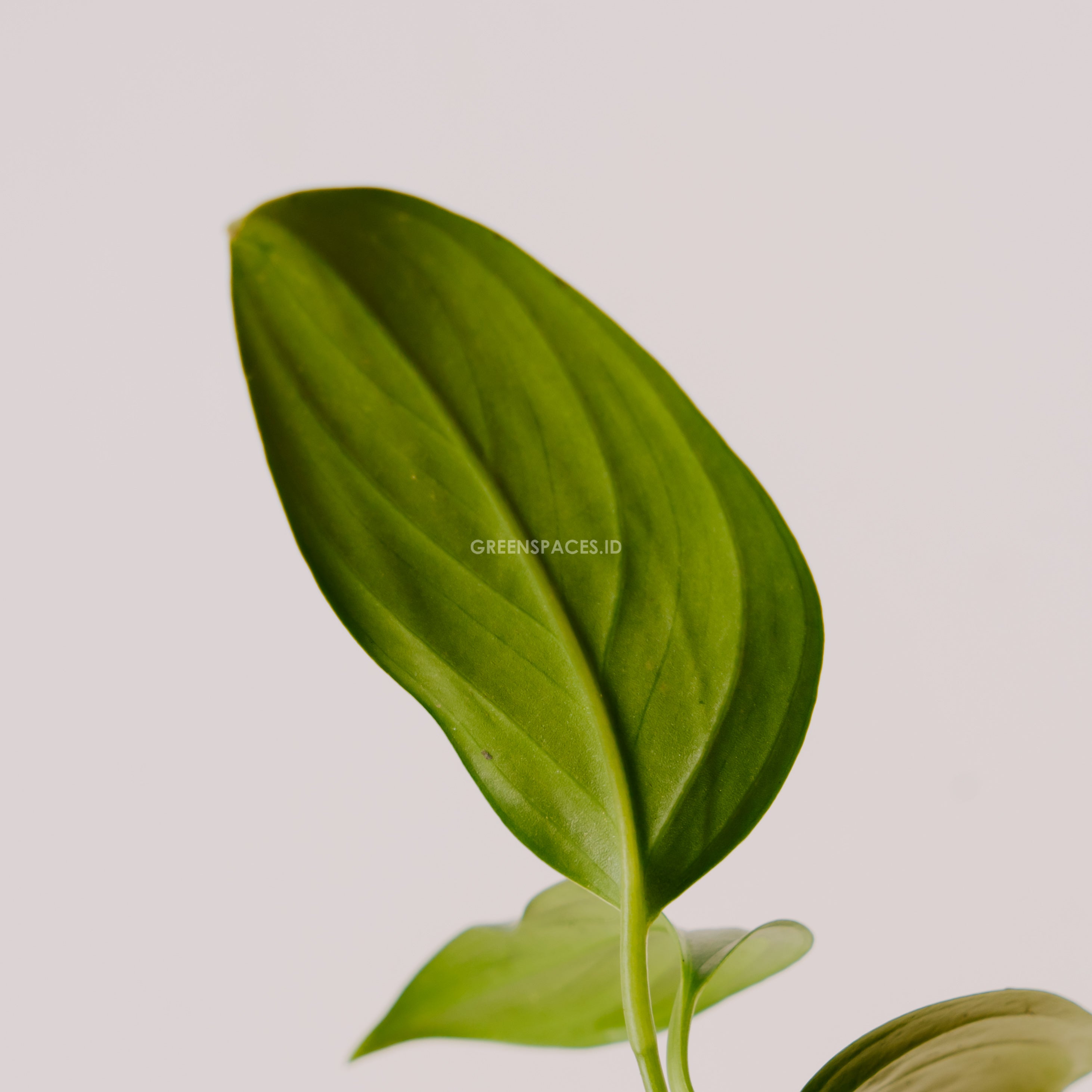 Scindapsus silver Sp Sumatera
