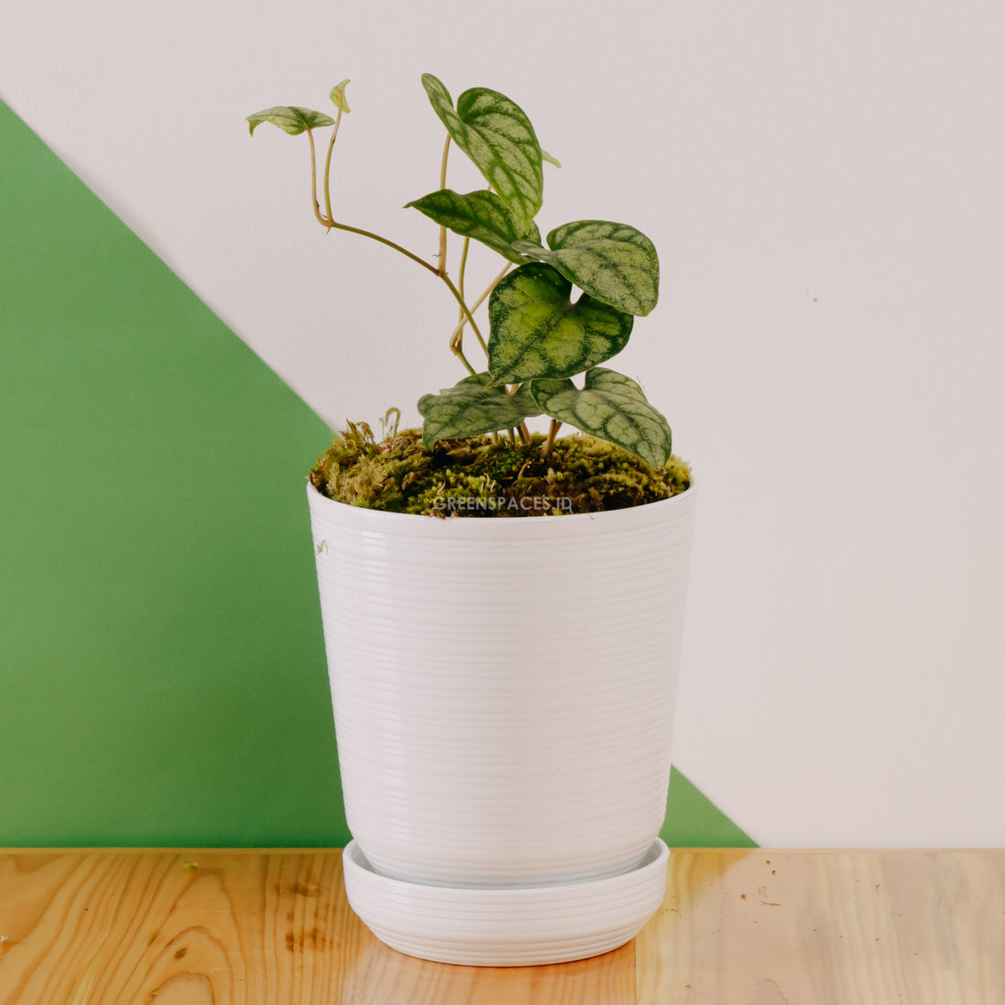 Piper sylvaticum - Greenspaces.id