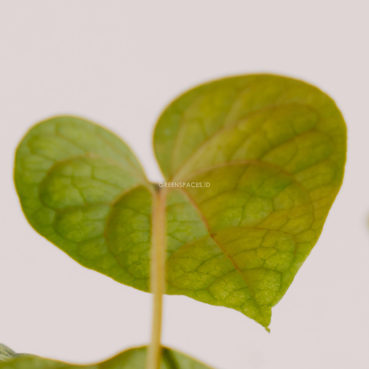 Piper sylvaticum - Greenspaces.id