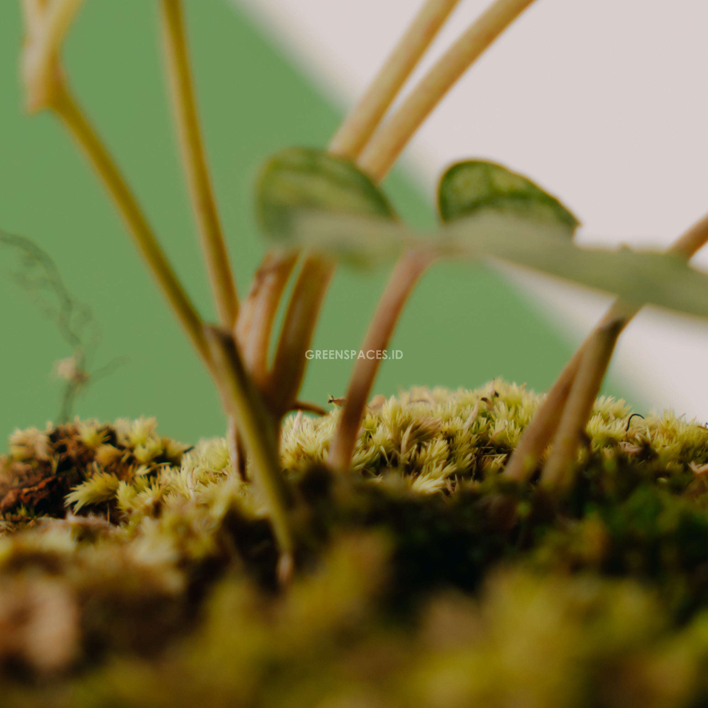 Piper sylvaticum - Greenspaces.id