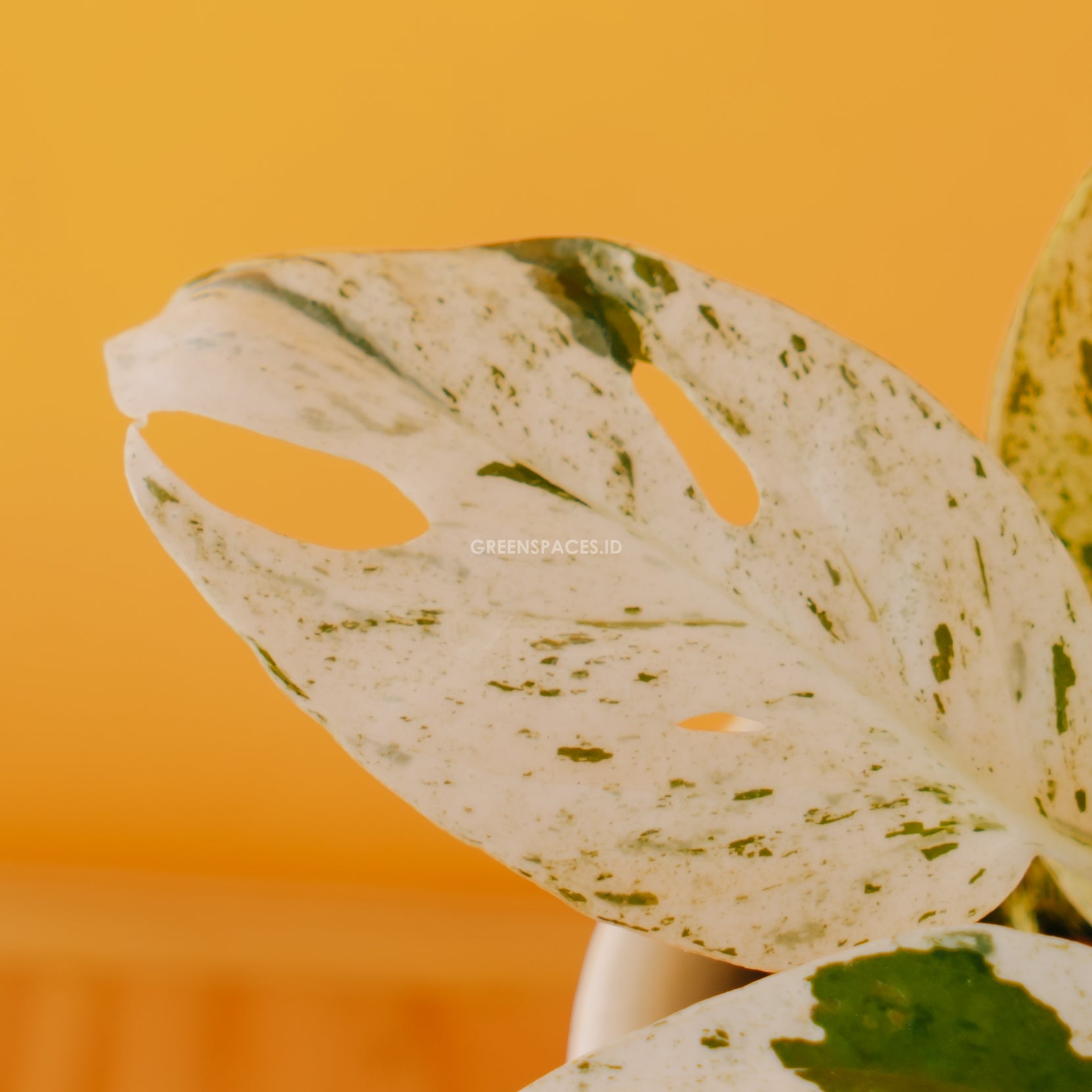 Epipremnum Pinnatum Marble variegated