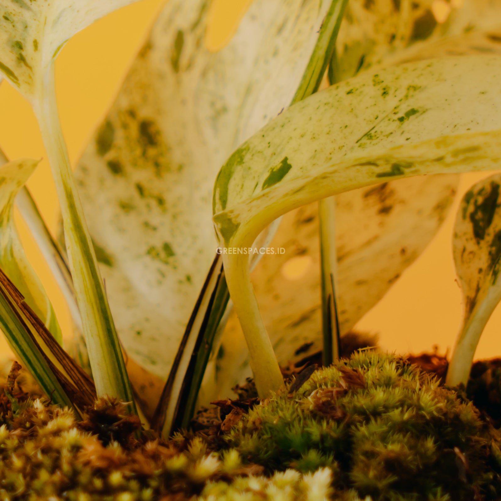 Epipremnum Pinnatum Marble variegated