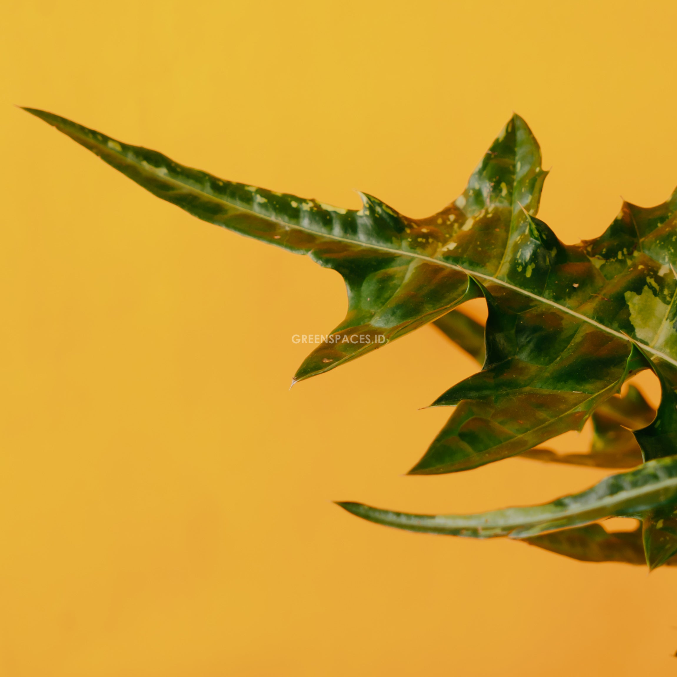 Acanthus monanthus variegated - Greenspaces.id