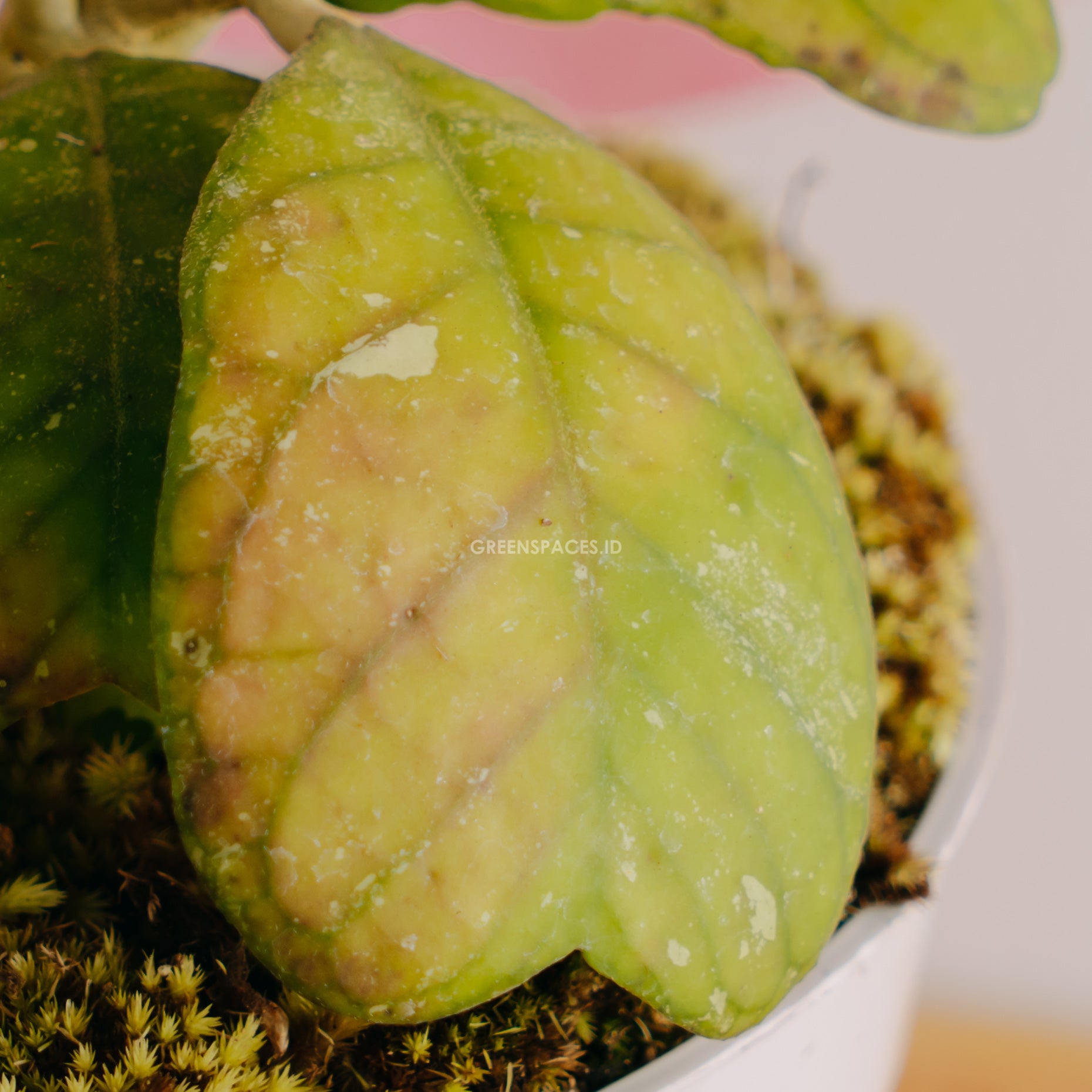 Hoya deykeae splash - Greenspaces.id
