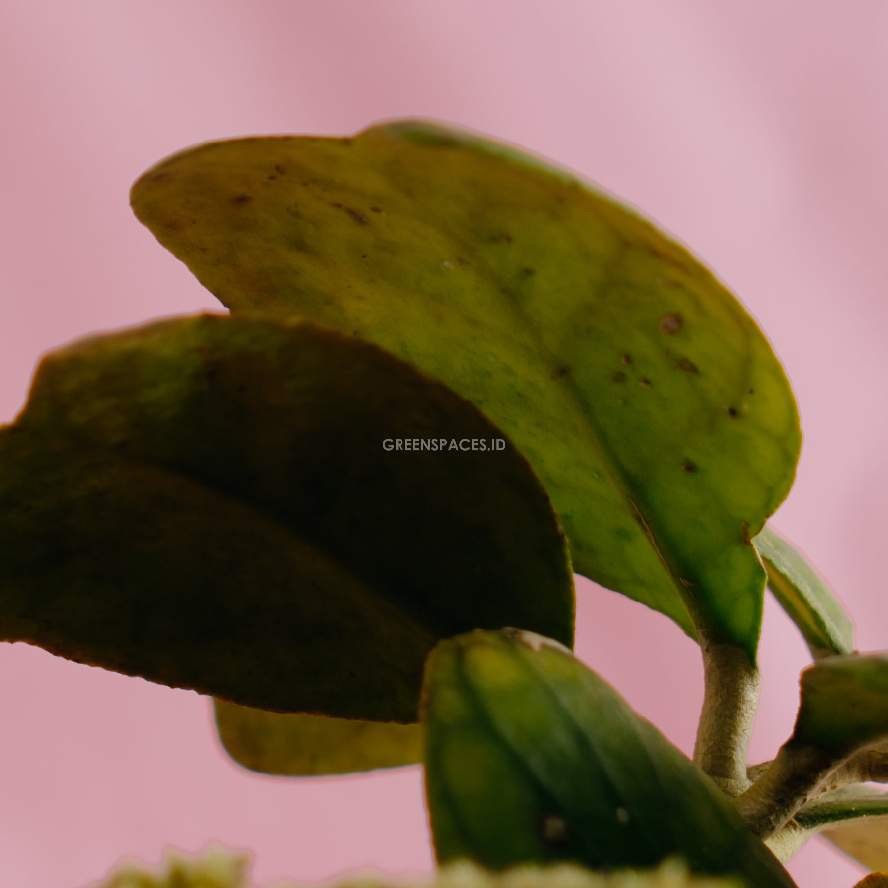 Hoya deykeae splash - Greenspaces.id