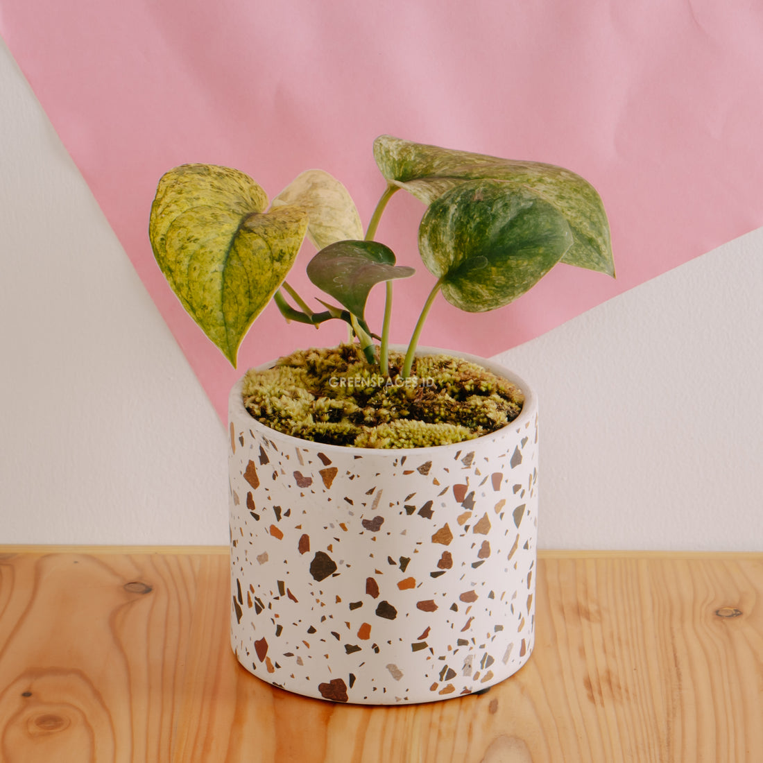 Scindapsus Exotica Variegated