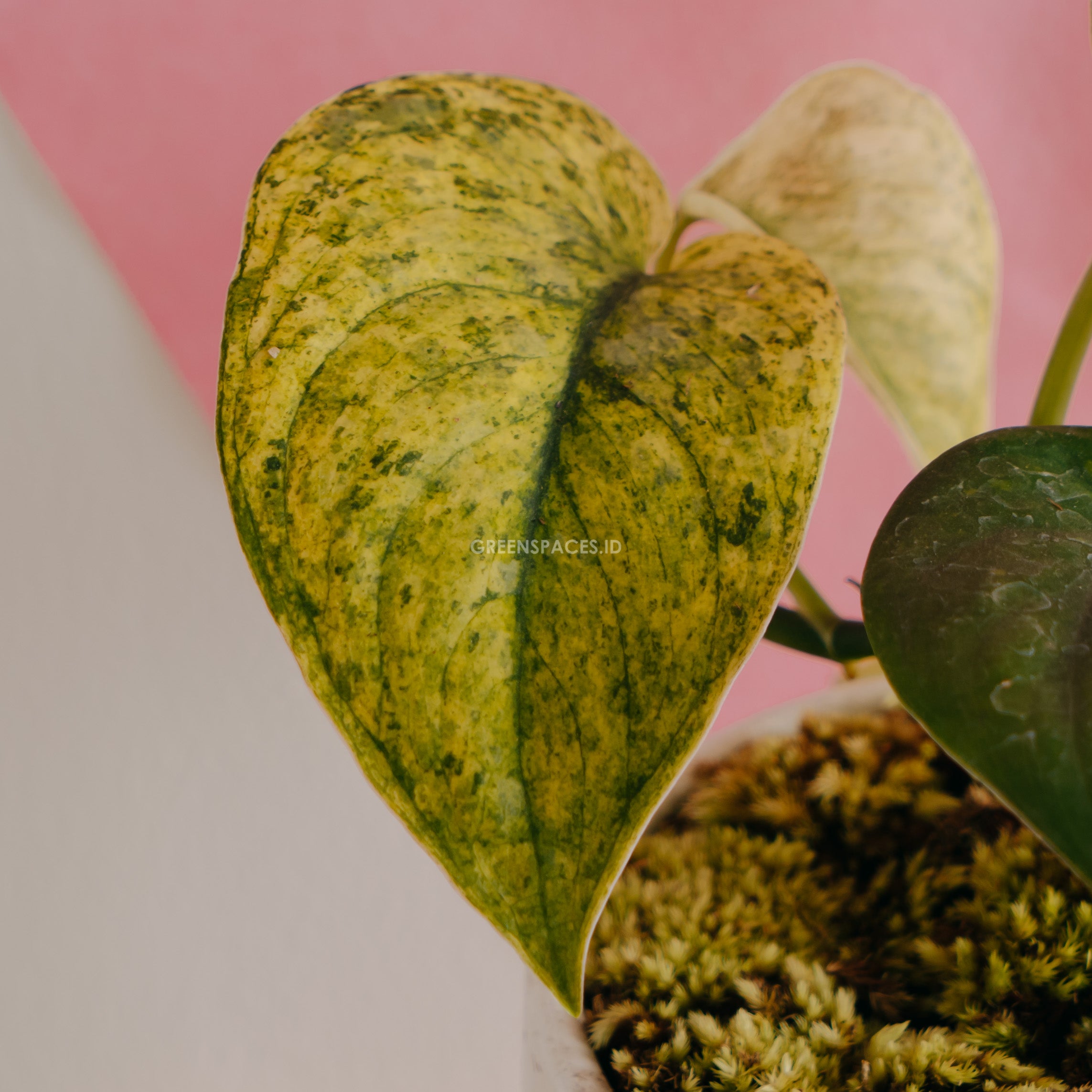 Scindapsus Exotica Variegated