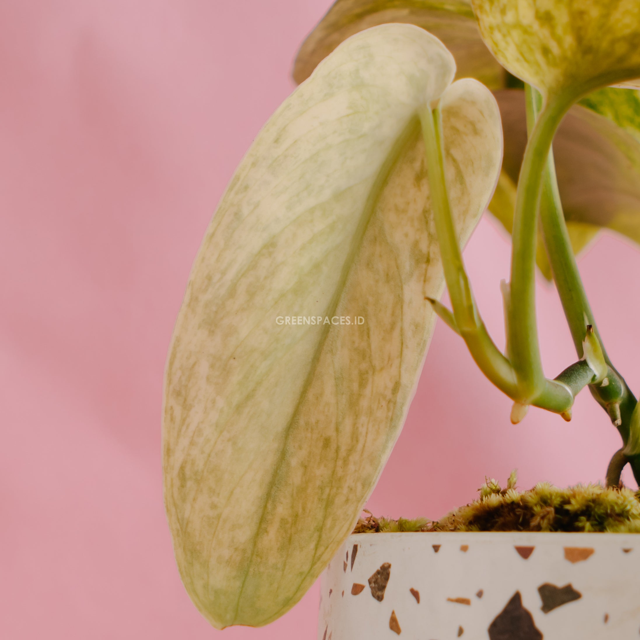 Scindapsus Exotica Variegated