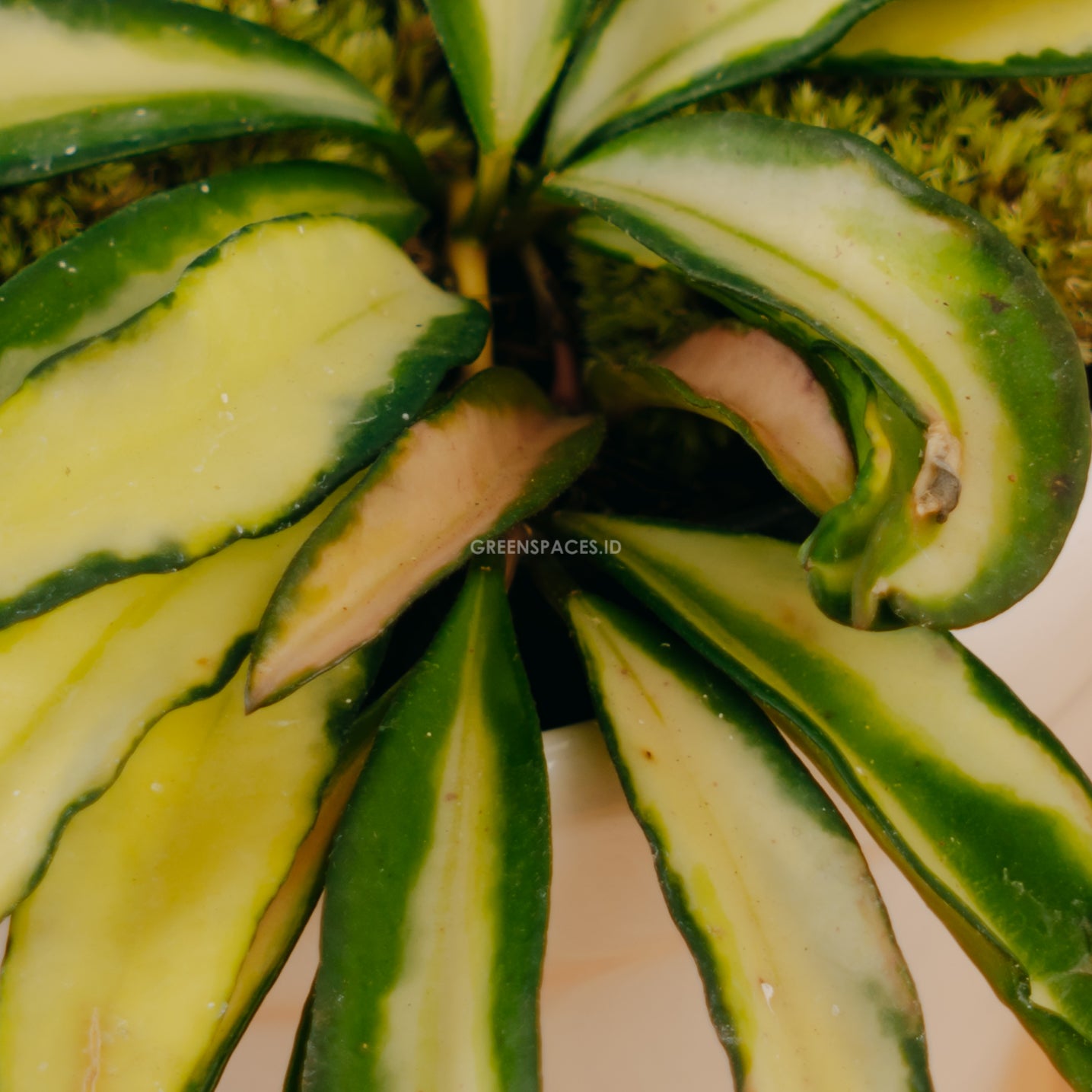 Hoya Wayetii tricolor