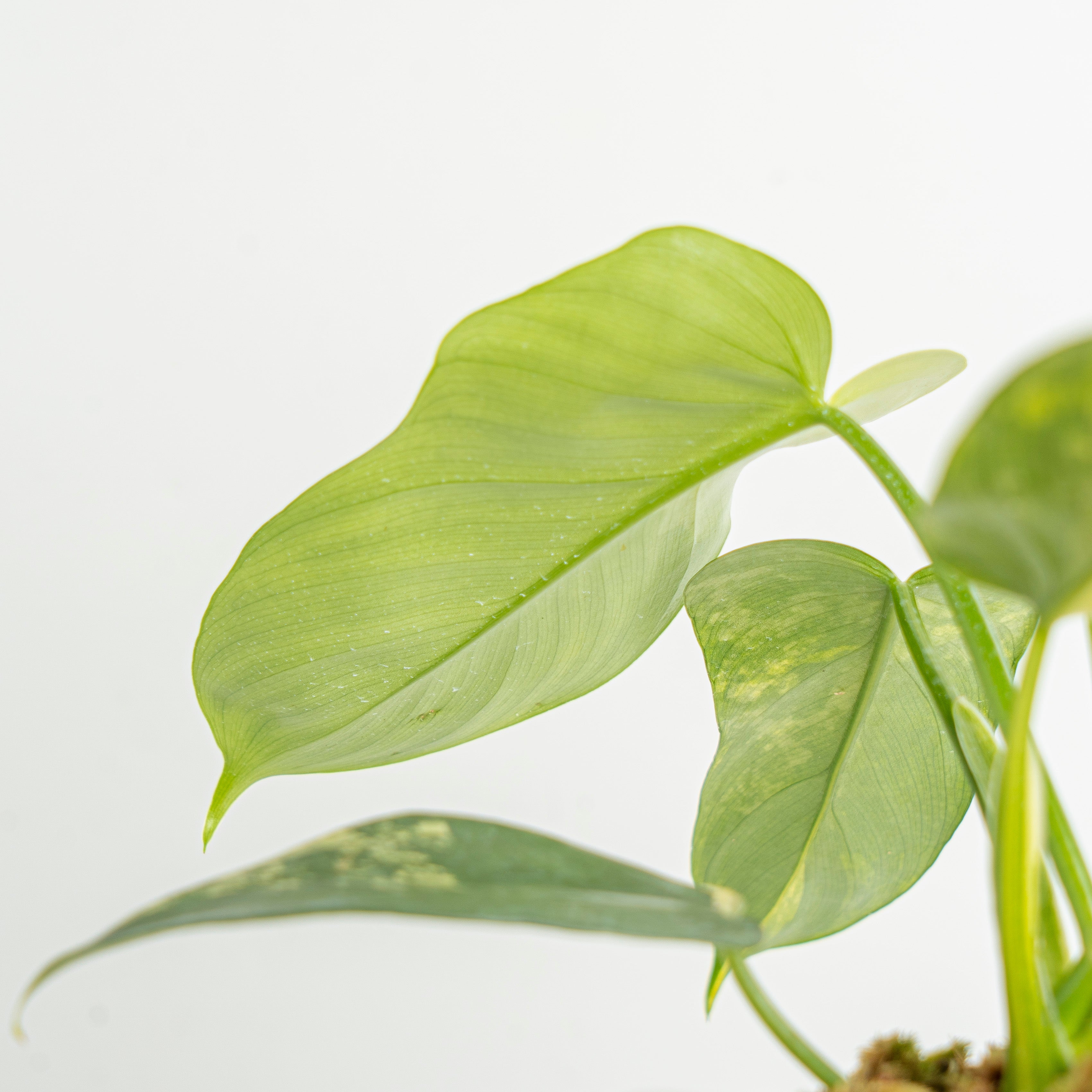 Philodendron violin variegated
